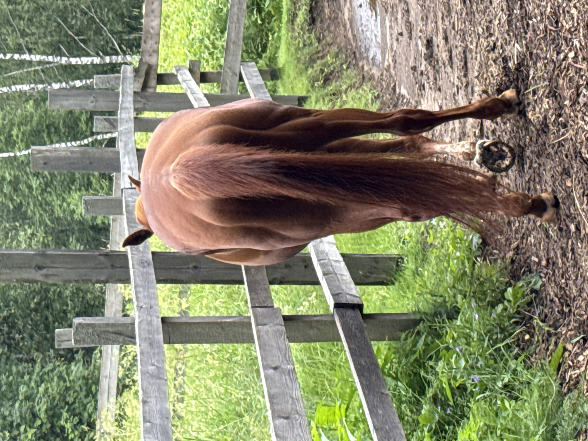 The image depicts the rear view of a chestnut horse walking away from the camera on a muddy path. The horse is positioned to the right of a wooden fence that runs parallel to the path. The fence is constructed of weathered grey planks and posts. To the left of the fence, there is lush green grass and foliage. In the background, there is a dense forest with visible birch trees interspersed. The ground is covered with a mixture of mud, dirt, and wood chips. The overall scene suggests an outdoor setting, likely a rural or semi-rural environment, possibly a stable or paddock area. There is no indication of the city of Mars, Russia, in the image.