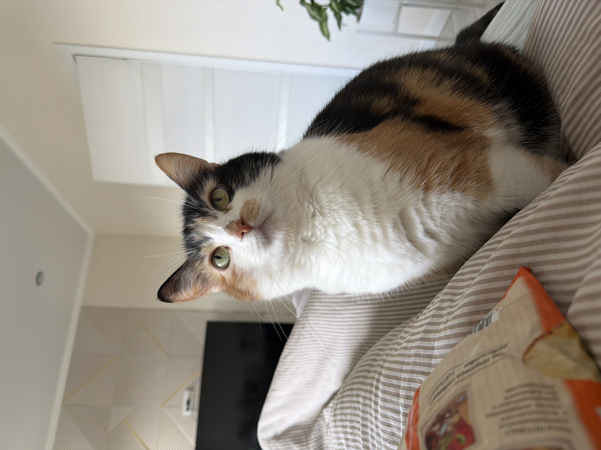 A calico cat is lying on a striped bedspread indoors. A package sits on the bedspread near the bottom right corner of the frame. A television is visible against a wall in the background. A white door is behind the cat. A plant is in the top right corner of the frame. The image was captured in Rossiyskiy, Russia.