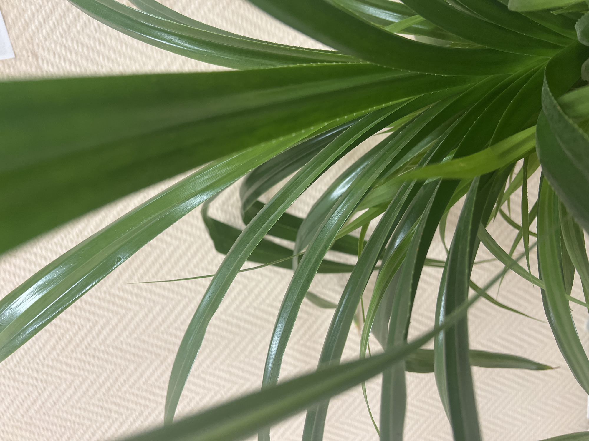 A close-up shot of a plant with long, green, slightly glossy leaves is positioned against a light beige wall with a subtle, geometric pattern. The leaves are the primary focus, with several stretching diagonally across the frame from the upper left to the lower right. The leaves appear to originate from a central point, creating a radial arrangement. The composition is dominated by the green hues of the foliage and the neutral tone of the wall. There are no visible people, subjects, or actions in the frame. The location in Бизяки, Russia, is not explicitly evident from the image.