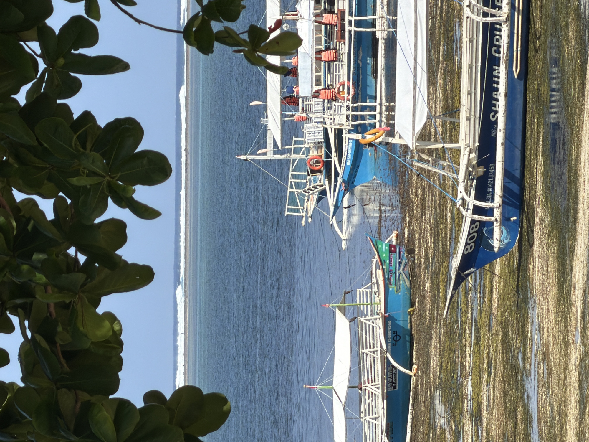 This media file captures a tranquil daytime scene in General Luna, Philippines, featuring two traditional Filipino outrigger boats (bancas) moored in clear, shallow waters. Lush green foliage of a tree frames the left side of the image, partially obscuring the view.
In the midground, the two boats are visible. The larger boat on the right has a blue hull with white outriggers and an upper deck structure. Several orange life jackets are stowed on its deck, suggesting its use for passenger transport or tours. Its bow points towards the left. Visible text on its side reads "MB SHAUN CRUISE," and below that, "N.SIA-101421-33458." The number "808" is also visible near its bow. The shallow water immediately around this boat is filled with green aquatic vegetation or seaweed.
A smaller banca, with a blue and green hull, is positioned slightly to the left of the larger boat. Its bow also points towards the left, and it features white outriggers. Text visible on its side includes "N.SIA 13 0804560," "NM-SIA-102518-3," and "BESTLIFE P."
The boats appear to be idle, possibly anchored near the shore. Beyond them, the clear, calm water stretches towards a faint, distant coastline or island on the horizon, beneath a bright blue, cloudless sky. The scene suggests good weather and a peaceful tropical setting, likely in the morning or early afternoon.
