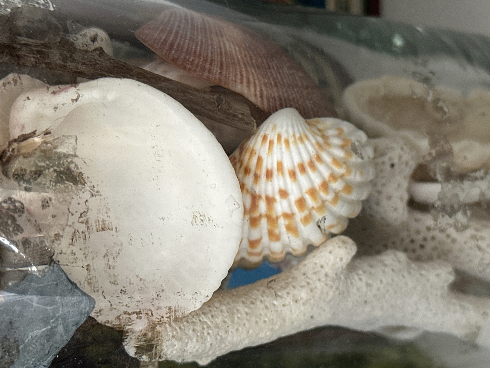 The image is a close-up, dimly lit photograph of a collection of seashells, coral, and other oceanic debris inside a glass container. The foreground features a textured, porous white coral fragment on the left and a small, ridged seashell with orange and white markings at the bottom center. To the right of the coral is a larger, smooth, white shell. Behind these items, a dark, thin piece of driftwood or twig is visible. Part of a reddish-brown ribbed shell is also present on the right side of the frame. The background is blurry and appears to show more of the contents within the glass, as well as the translucent surface of the container itself, reflecting light in places. There are no people or animals visible in the image. The scene is static and appears to be an indoor display or collection. The location in Nevinnomyssk, Russia, is not evident from the visual content of the image.