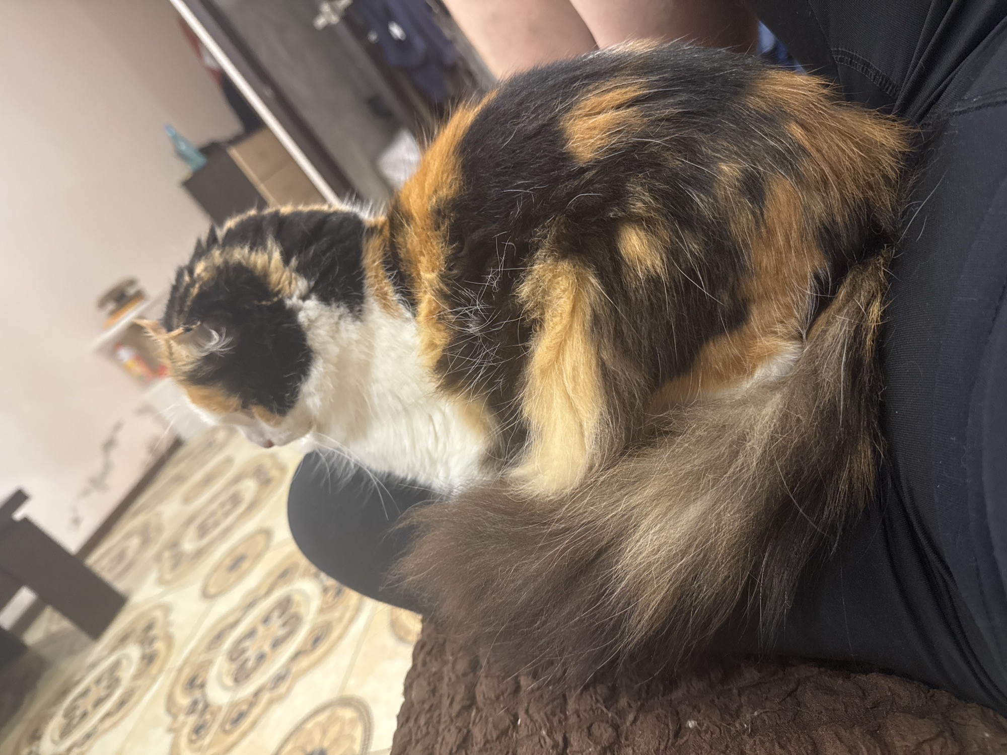 A calico cat is sitting on a person's lap. The cat's head faces left. The cat is positioned slightly off-center towards the top-left. The person is wearing black pants and is seated on a brown, textured surface. The background includes a beige and brown patterned floor, a dark piece of furniture, and a blurred area suggesting a room interior. There is no indication of the city of Sochi, Russia.