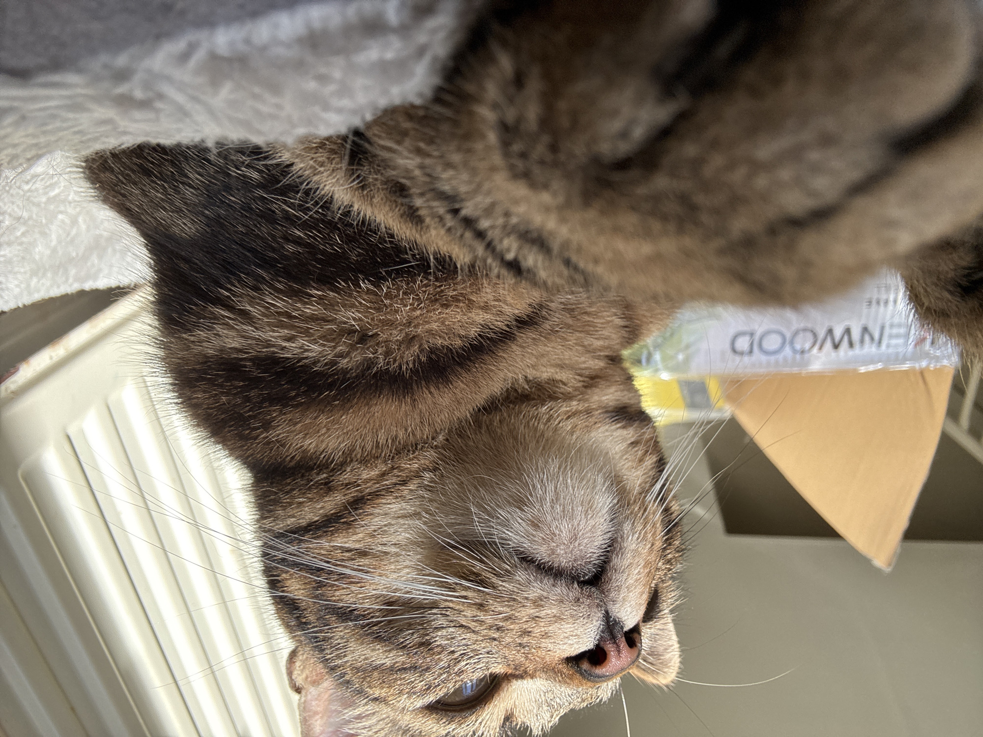 A close-up, high-angle shot shows a brown tabby cat lying upside down, its face prominent in the frame. The cat's eyes are partially closed, and its whiskers are visible. Parts of its body are slightly blurred. Adjacent to the cat is a white, fluffy material, possibly fabric. In the background, portions of a cardboard box labeled "KENWOOD" can be seen, alongside an unidentified window. The photo offers no data to place this scene in Desborough, United Kingdom.
