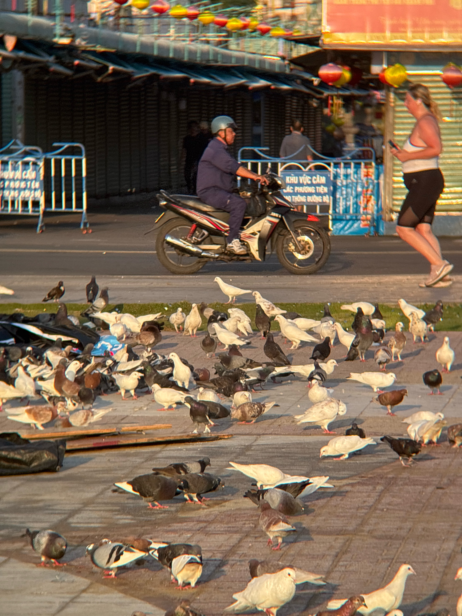 A flock of pigeons gathers on a paved street in Nha Trang, Vietnam, near a road closure barrier adorned with Vietnamese text. In the background, a person rides a motorcycle, and a woman jogs past. Lanterns hang overhead, indicating a festive or commercial setting. The scene captures a slice of daily life with both human activity and the presence of urban wildlife.