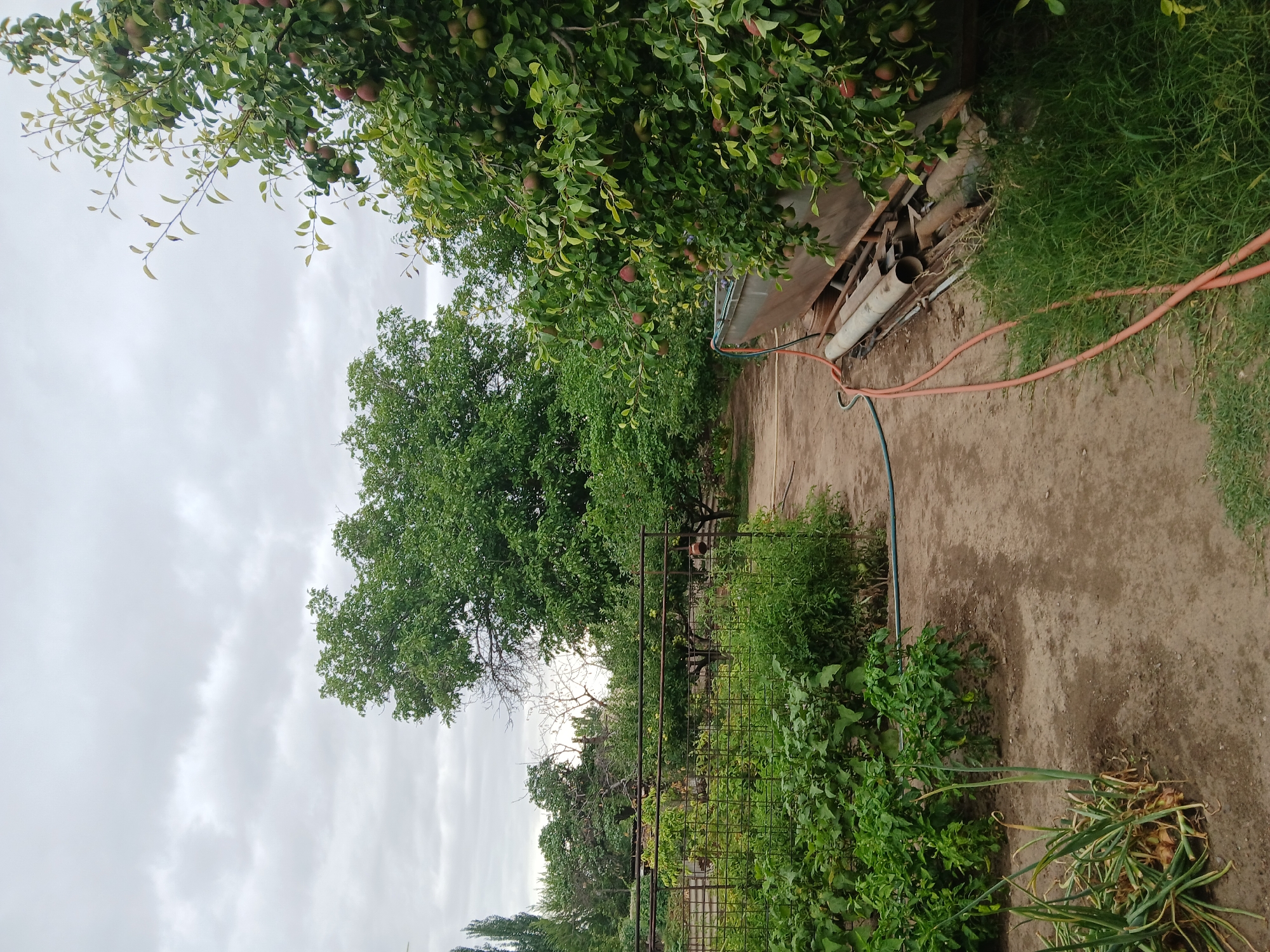 A backyard garden scene in Koktal, Kazakhstan, is captured on an overcast day. In the foreground, a pathway of dirt and gravel leads into the garden. To the left, a patch of onions is visible, with their green tops and bulbs. Adjacent to the pathway, rows of green plants, possibly vegetables, are growing. A metal fence encloses part of the garden. Further back, various trees and bushes fill the landscape, with one tree on the right heavily laden with ripe pears. A long, metallic object, possibly part of a trailer or storage unit, is positioned next to the pear tree. Several pipes and a coiled orange hose are also present on the ground near the metallic object. In the background, more trees and vegetation extend to the horizon under a cloudy sky. There are no people or animals visible in the image.