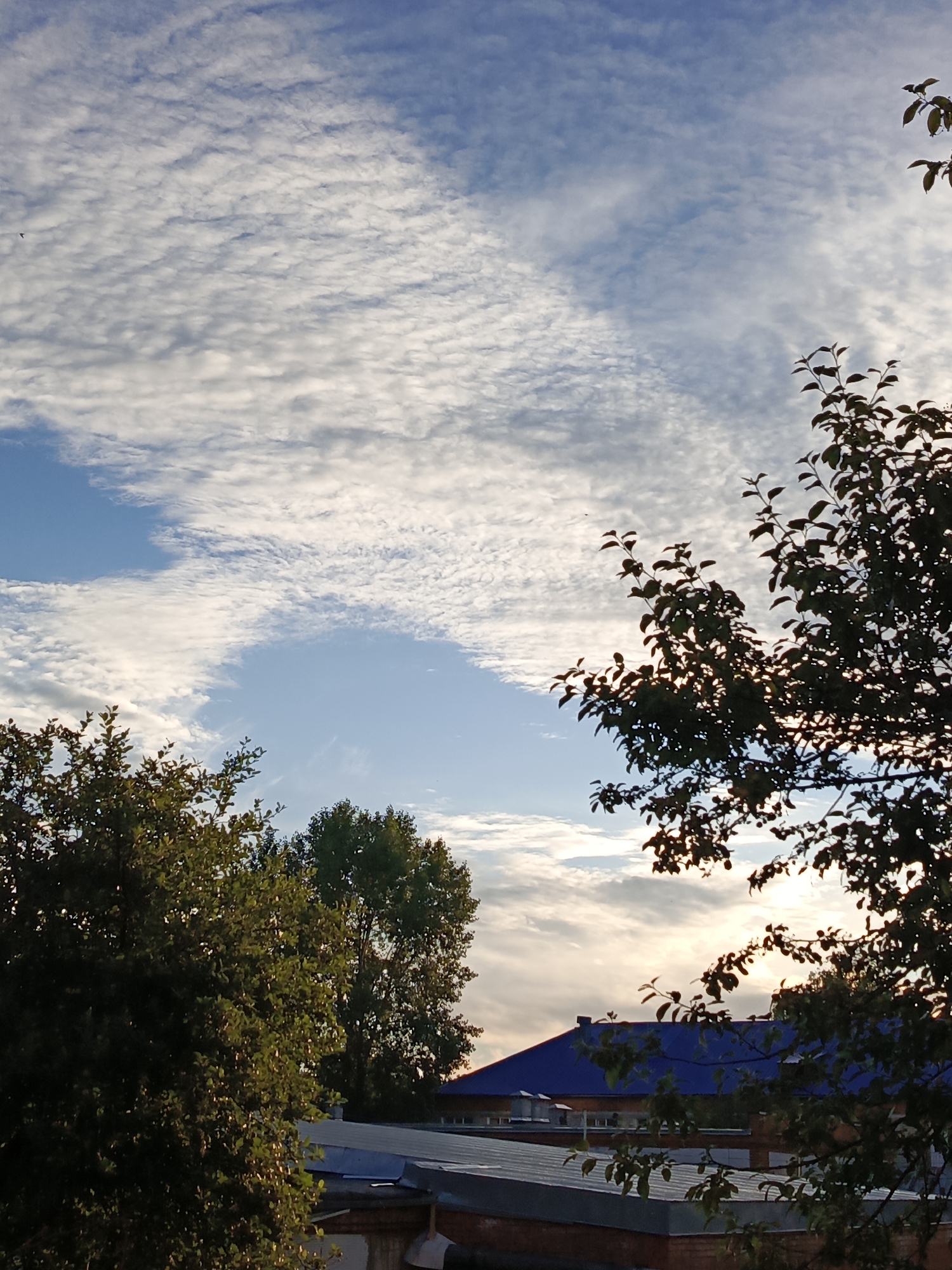 The image depicts a sky filled with textured white clouds against a blue background, with the sun's light filtering through in some areas. In the foreground, silhouetted trees with dark green leaves frame the scene. Below the trees, the rooftops of several buildings are visible. One prominent rooftop is covered in bright blue material, while others appear to be made of metal. The overall impression is a view of the sky and rooftops, likely from a slightly elevated position, possibly from a window or balcony in Chaikovsky, Russia. The scene is natural and calm, with no people or animals clearly visible.