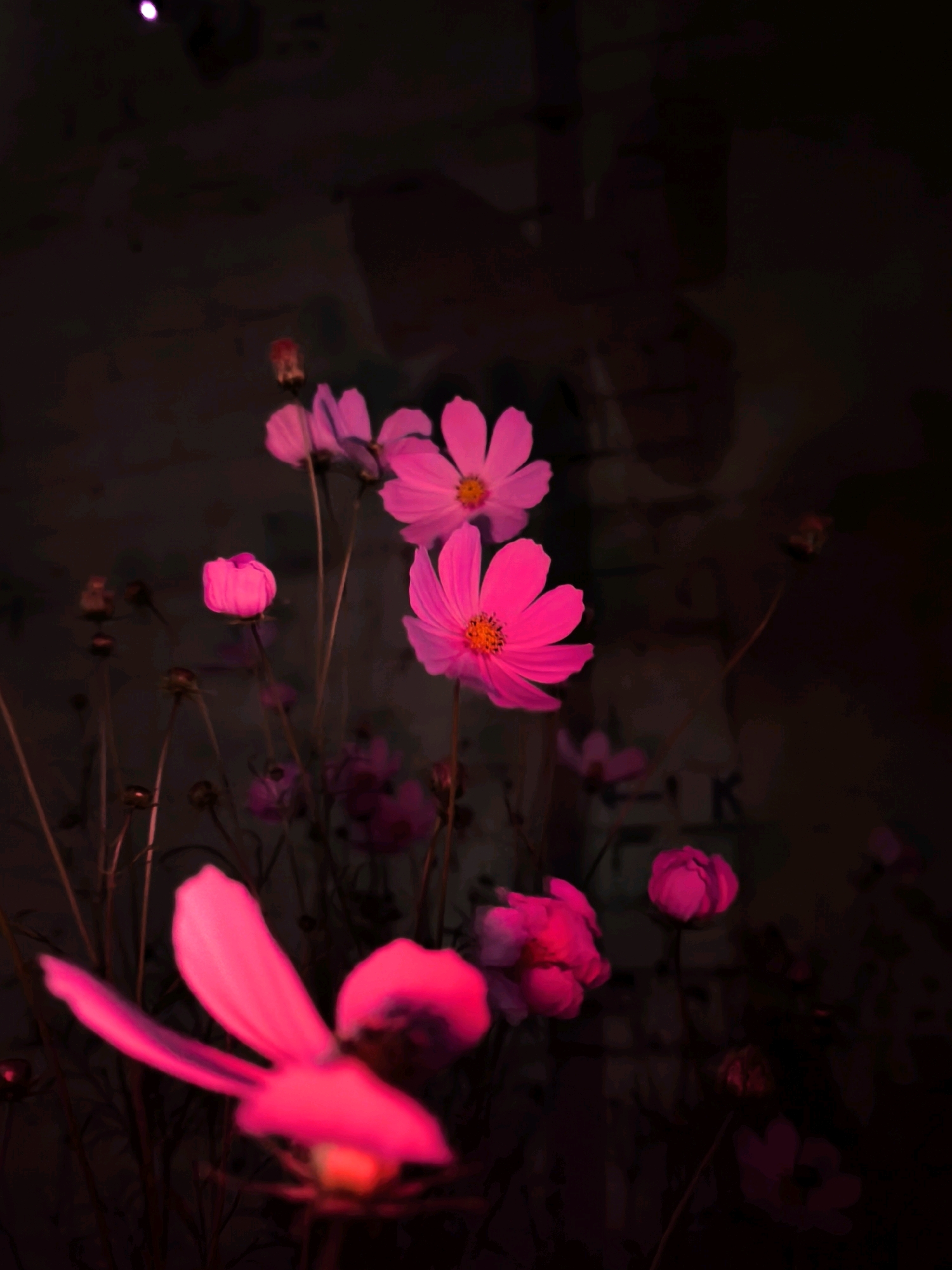 A low-angle, close-up shot captures a cluster of vibrant pink cosmos flowers against a dark, textured background. The lighting emphasizes the delicate petals, with a bright, almost neon glow emanating from some of the blooms. Several flower buds are also visible, some tightly closed and others just beginning to unfurl. The background appears to be a dark, mottled wall, possibly brick, with subtle shadows and hints of what might be a faint, blurred figure or form. The overall mood is moody and artistic, with the darkness serving to highlight the intense color of the flowers. There is no discernible indication of the city of Mahilyow, Belarus within the image itself.
