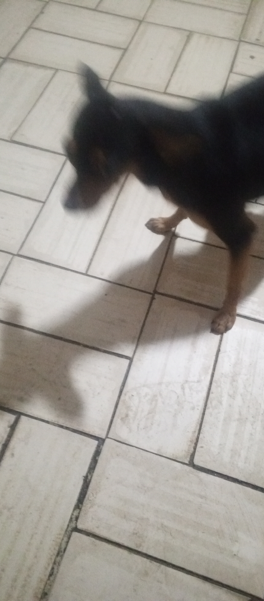 A blurry image depicts a small, short-haired black and tan dog standing on light-colored tile flooring. The dog's body is primarily black, with tan coloring on its legs. The dog appears to be in motion. The tile flooring is light in color and arranged in a grid pattern with dark grout lines. The image was taken indoors. Location information suggests the photo was taken in Tinaquillo, Venezuela.