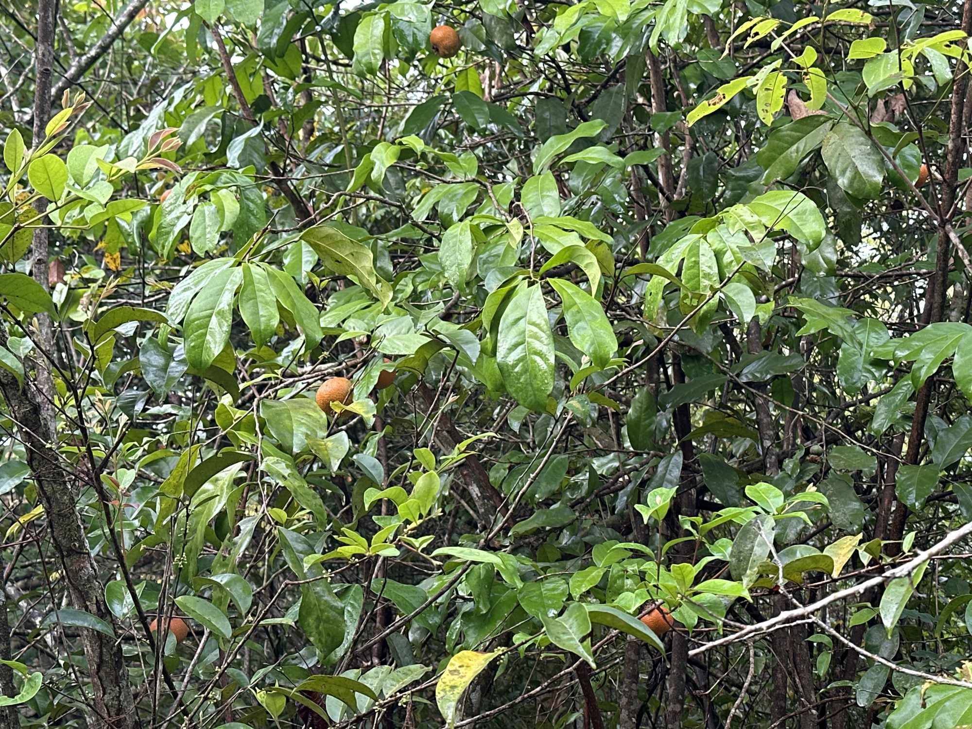The image presents a dense canopy of trees or shrubs, with glossy green leaves filling the frame. Several round, orange-brown fruits are scattered among the branches and foliage. The location appears to be a natural environment, possibly a forest or wooded area, with the city being unknown. The specific details of people, subjects, objects, actions, interactions, and other essential aspects beyond the vegetation and fruit are absent.