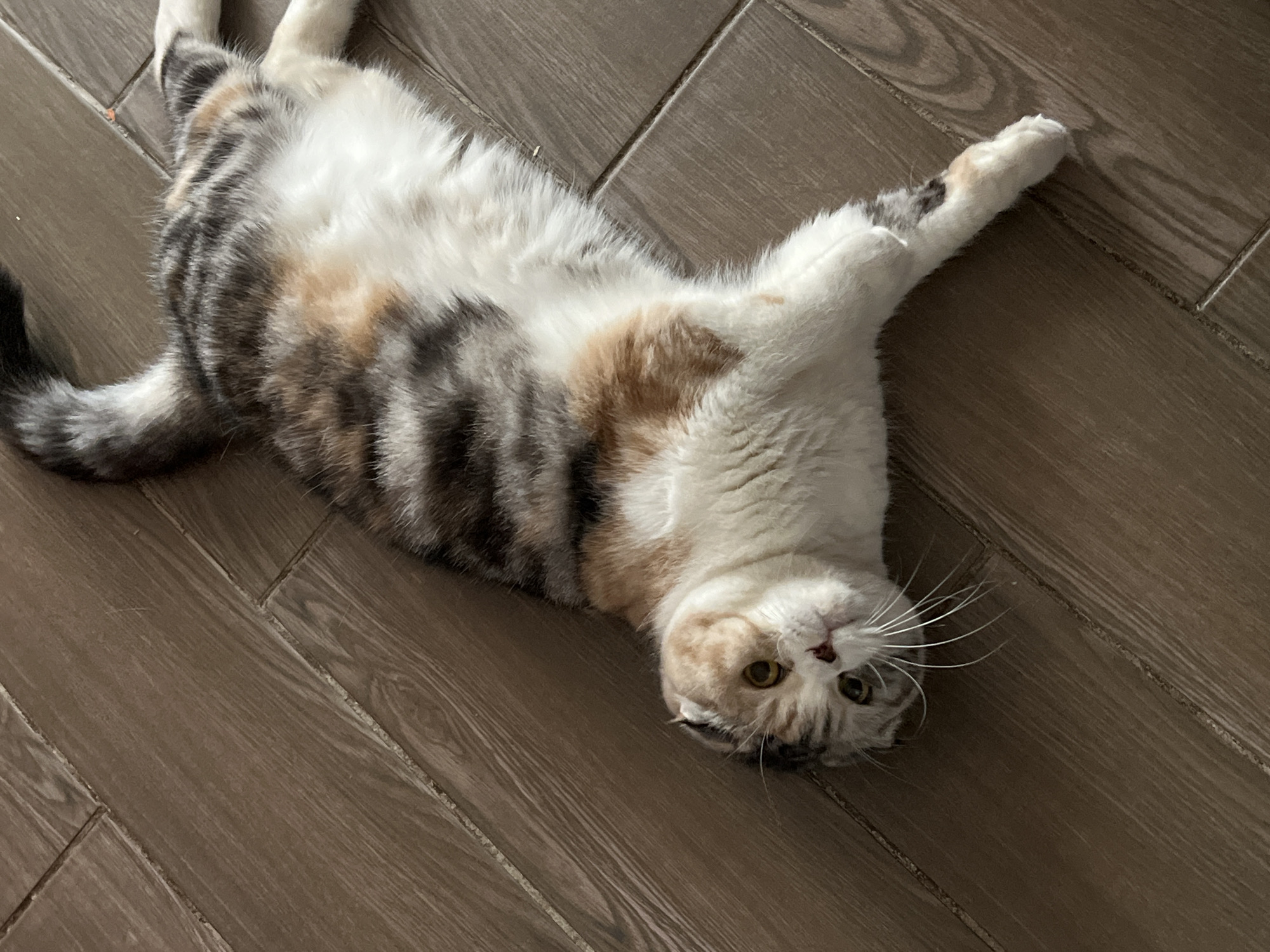 A calico cat, likely a Scottish Fold due to its subtly folded ears, is captured lying on its back on a light brown, wood-look tiled or laminate floor. Its body is stretched out, with its belly exposed and paws splayed in a relaxed and playful posture. The cat's fur exhibits a distinct pattern of white, dark grey/black tabby stripes, and warm orange-brown patches, with the belly being predominantly white.
The cat's head is tilted slightly towards the viewer, and it gazes directly at the camera with large, round, yellow-green eyes. Its long, prominent white whiskers fan out from its snout. The lighting suggests an indoor setting with natural daylight illuminating the scene, casting soft shadows. The floor features a visible wood grain texture and grout lines, indicating individual planks or tiles. The overall impression is one of comfort, curiosity, and playfulness. There is no visible text in the image.