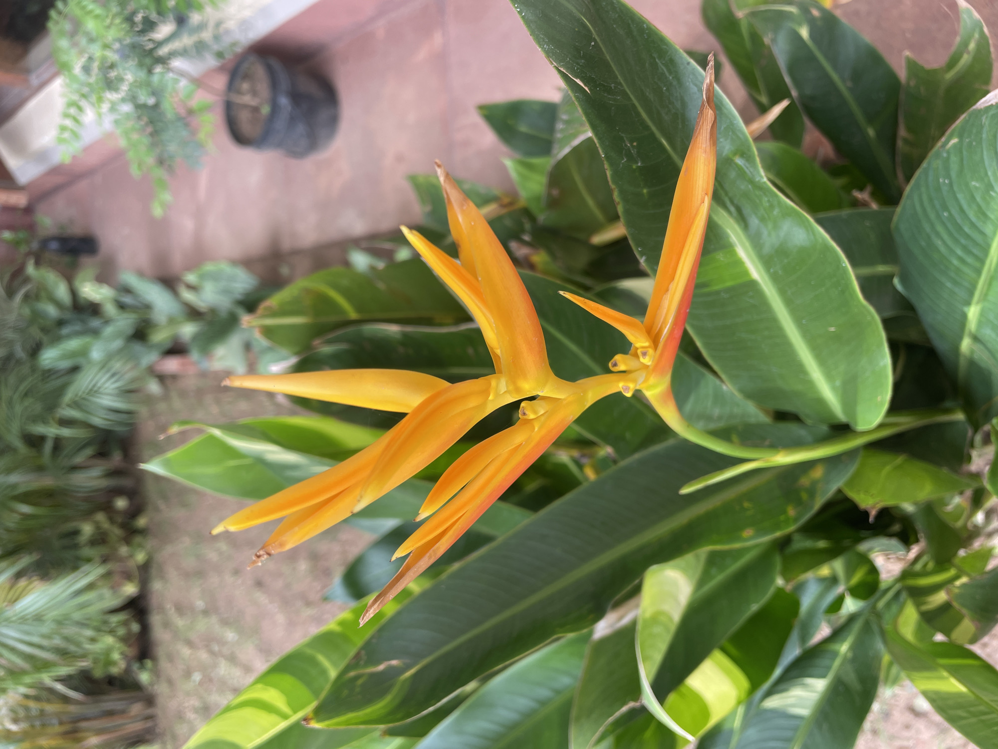 The image shows a close-up of a Heliconia psittacorum flower, commonly known as parrot's beak or false bird-of-paradise. The flower features vibrant orange and red bracts. The flower is surrounded by green leaves. The background suggests an outdoor setting, possibly a garden or courtyard in Chandigarh, India, based on the local flora. A potted plant and a tiled walkway are also visible in the background. No people are visible in the image.