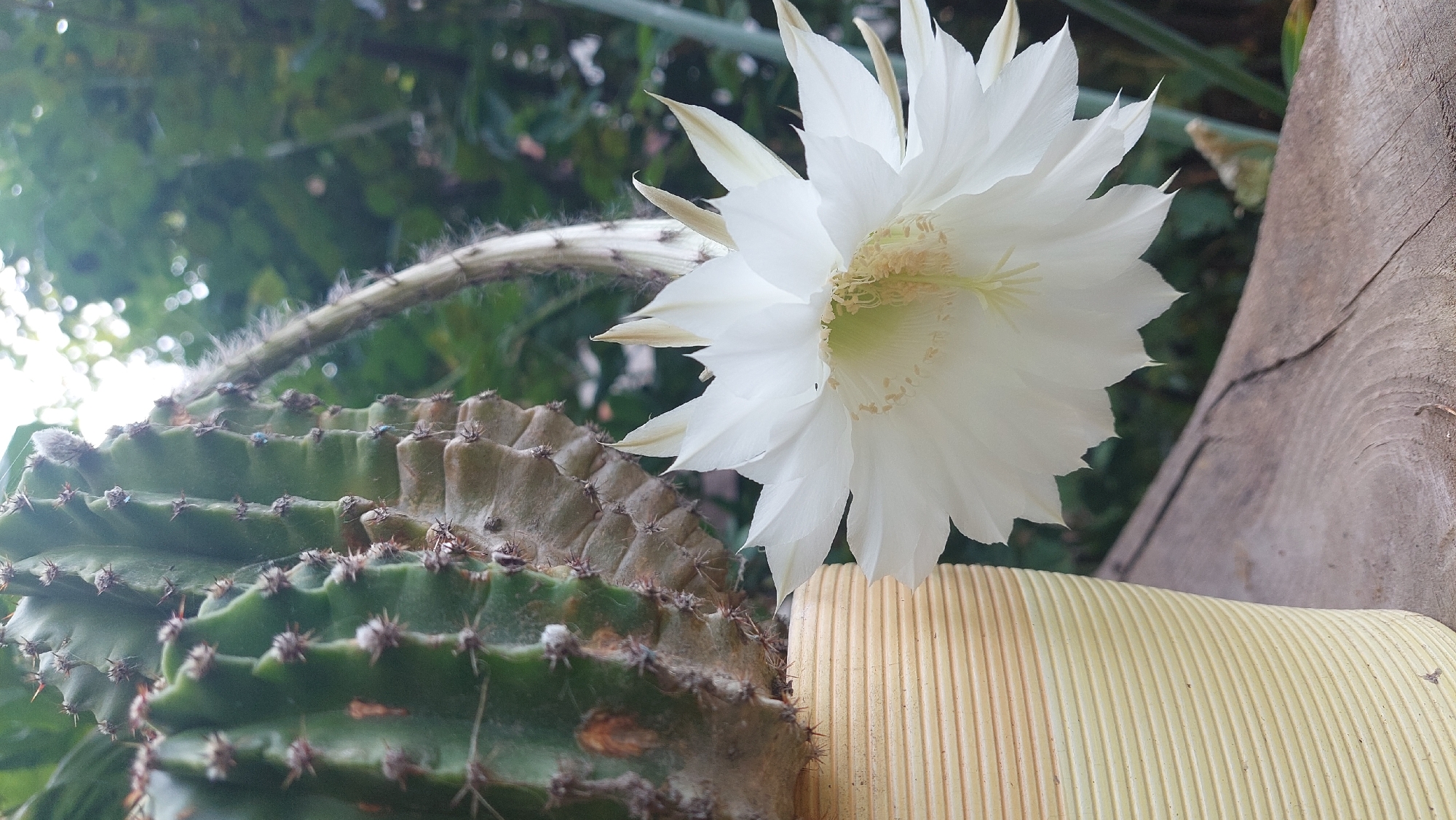 A close-up shot captures a pale yellow ribbed planter containing a segment of a cactus with prominent spines and a large, white, multi-petaled flower in bloom. The cactus is positioned to the left of the frame, and the flower to the right, partially obscuring the plant. In the background, out-of-focus green foliage suggests an outdoor setting with dappled sunlight filtering through. A rough, weathered wooden surface is visible in the foreground. The scene is located in Kozarovychi, Ukraine.