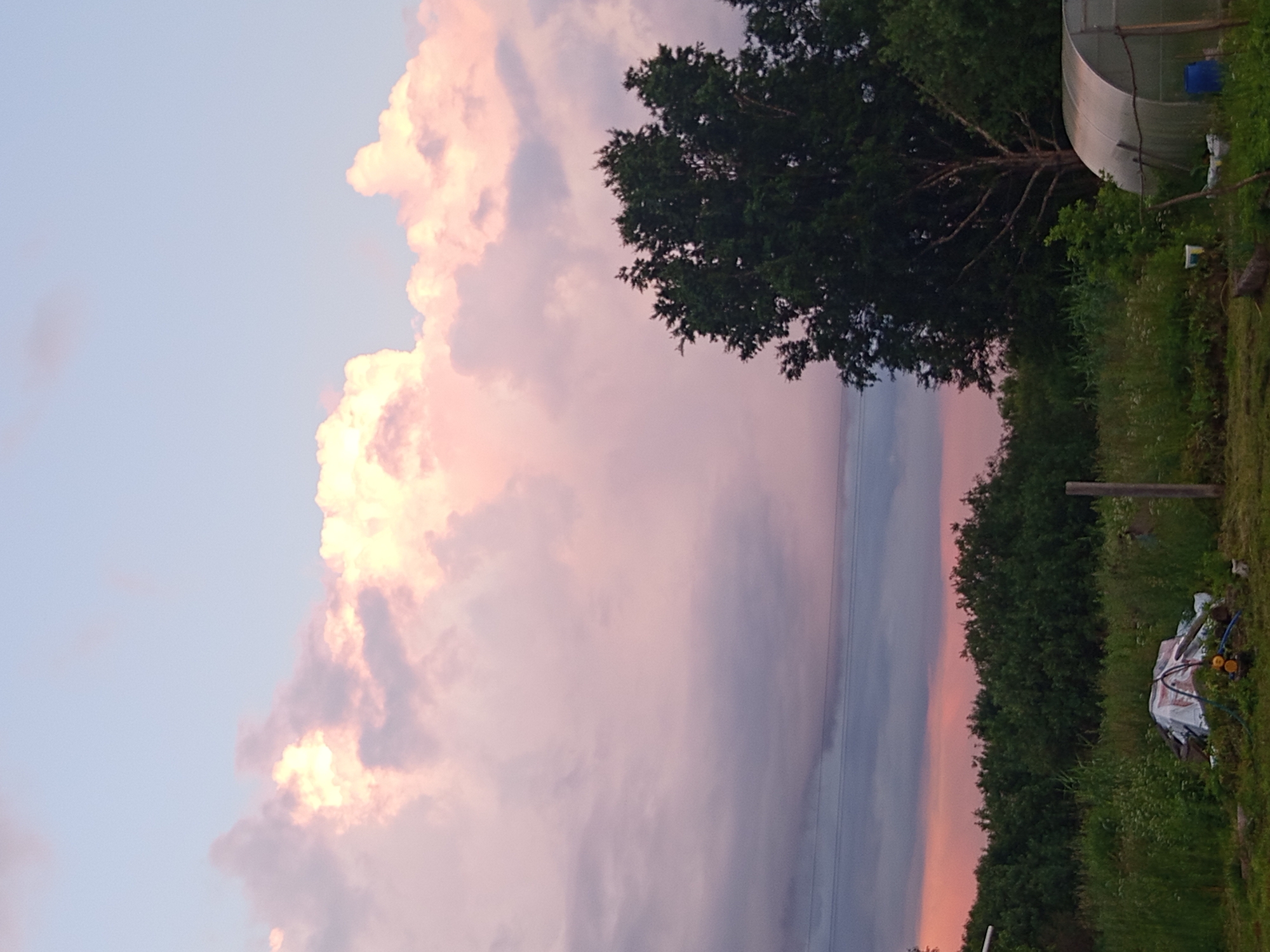 A picturesque sunset scene is captured in Ostrovtsy, Russia, featuring a sky painted with soft hues of pink and pale blue from scattered clouds. The warm glow of the setting sun illuminates the upper portions of the clouds, creating a gentle contrast with the darker, purpler clouds below. A dense line of green trees stretches across the horizon, interrupted by the silhouette of a single, large tree with a full canopy of dark green leaves on the right side of the frame. In the foreground, a rural landscape unfolds with tall green grass and wildflowers. A plastic greenhouse with a curved transparent roof is visible on the right, and a pile of covered objects, possibly gardening supplies or stored items, lies in the center foreground. Electrical wires are subtly present across the mid-ground, strung between poles that are not fully visible. The overall atmosphere is serene and tranquil, indicative of a rural setting at dusk.