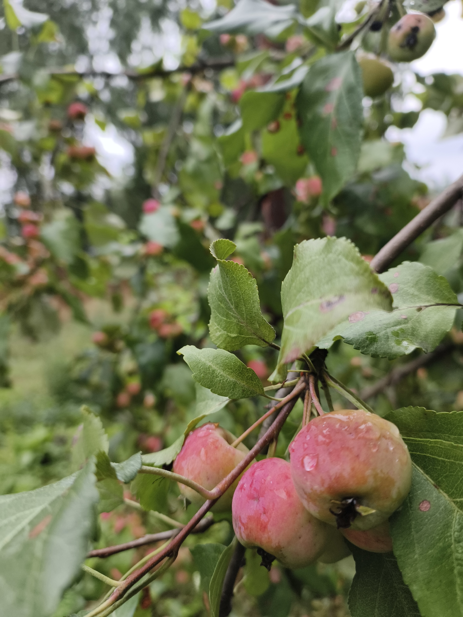 A close-up shot focuses on a branch of a crabapple tree, likely located in or near the city of Katun, Russia, given the provided context. The branch is adorned with several small, round crabapples, some of which are a vibrant pink, while others are a lighter green with red blush. The fruits are wet, indicating recent rainfall, with visible water droplets clinging to their surfaces. The leaves are a lush green, interspersed with some showing reddish-brown spots, possibly a sign of disease or natural variation. In the background, out of focus, other crabapples and foliage are visible, suggesting a dense canopy. The overall setting appears to be an outdoor, natural environment, possibly a garden or orchard.