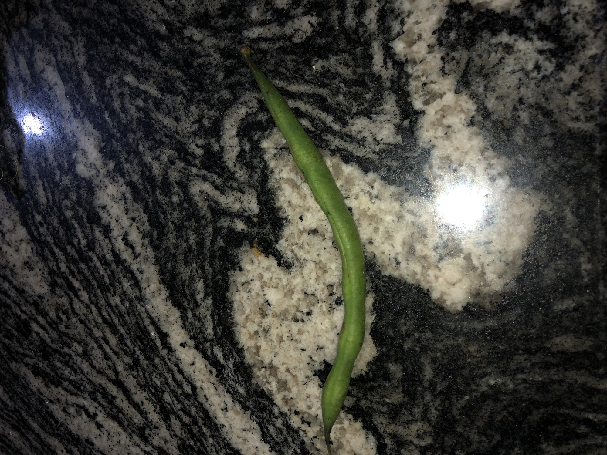 A single green bean rests on a speckled black and white granite countertop. The bean is elongated and slightly curved, with a pointed end and a thicker stem end. The countertop exhibits a swirling pattern of dark grey, black, and white granite. The lighting in the image creates a bright, slightly hazy reflection on the countertop surface. The scene appears to be indoors, likely in a kitchen or food preparation area. No individuals or specific locations in Bar Jirgi Summa, Nigeria are discernible from the image.