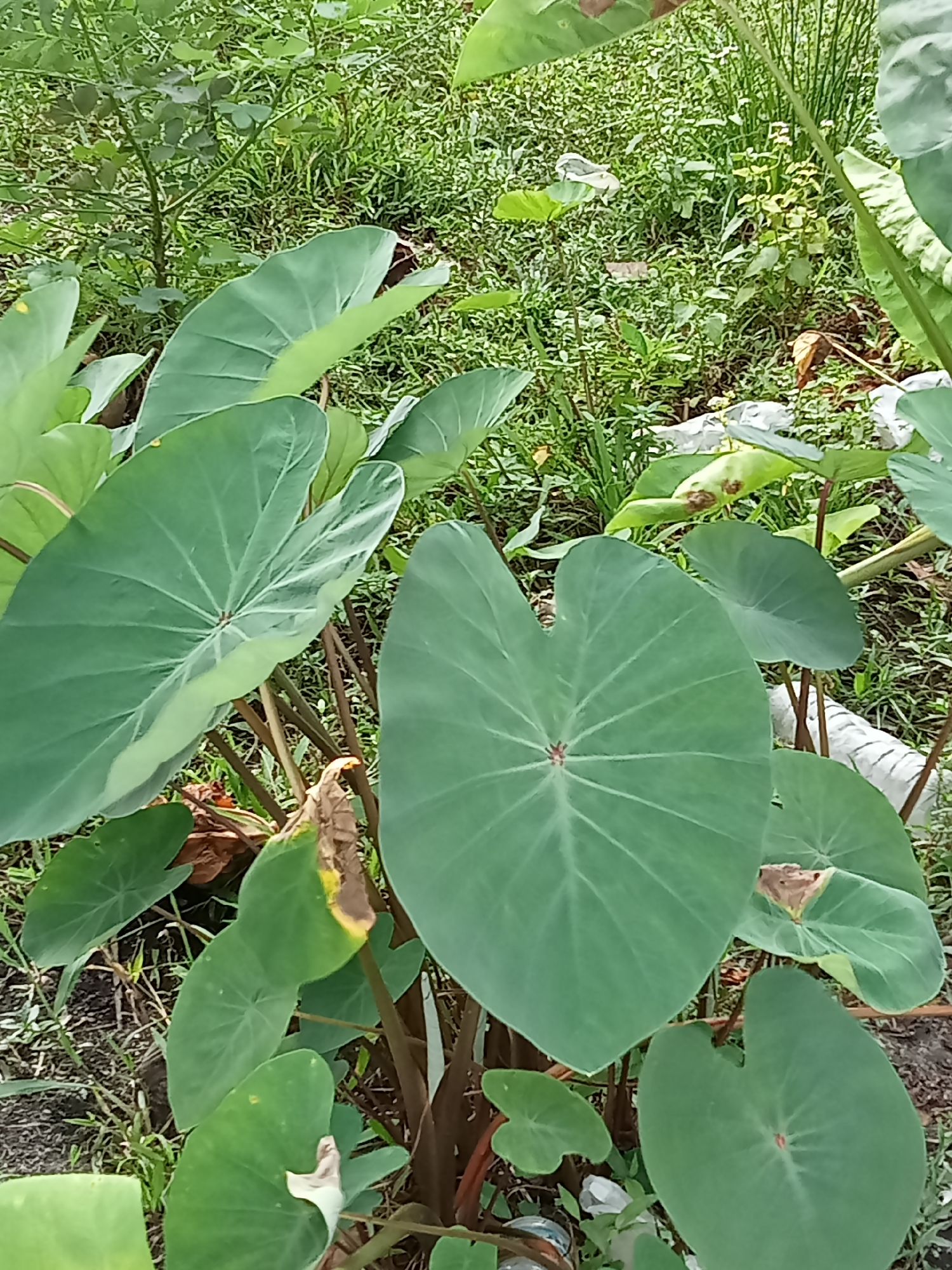 The image shows a close-up of taro plants with large, heart-shaped green leaves and brown stems. The plants are growing in a grassy area with some dried leaves and debris on the ground. The background is filled with more greenery, suggesting an outdoor environment. There are no people or visible animals in the image. The scene is likely a garden or a patch of overgrown vegetation in Melayu Besar Kota, Indonesia.
