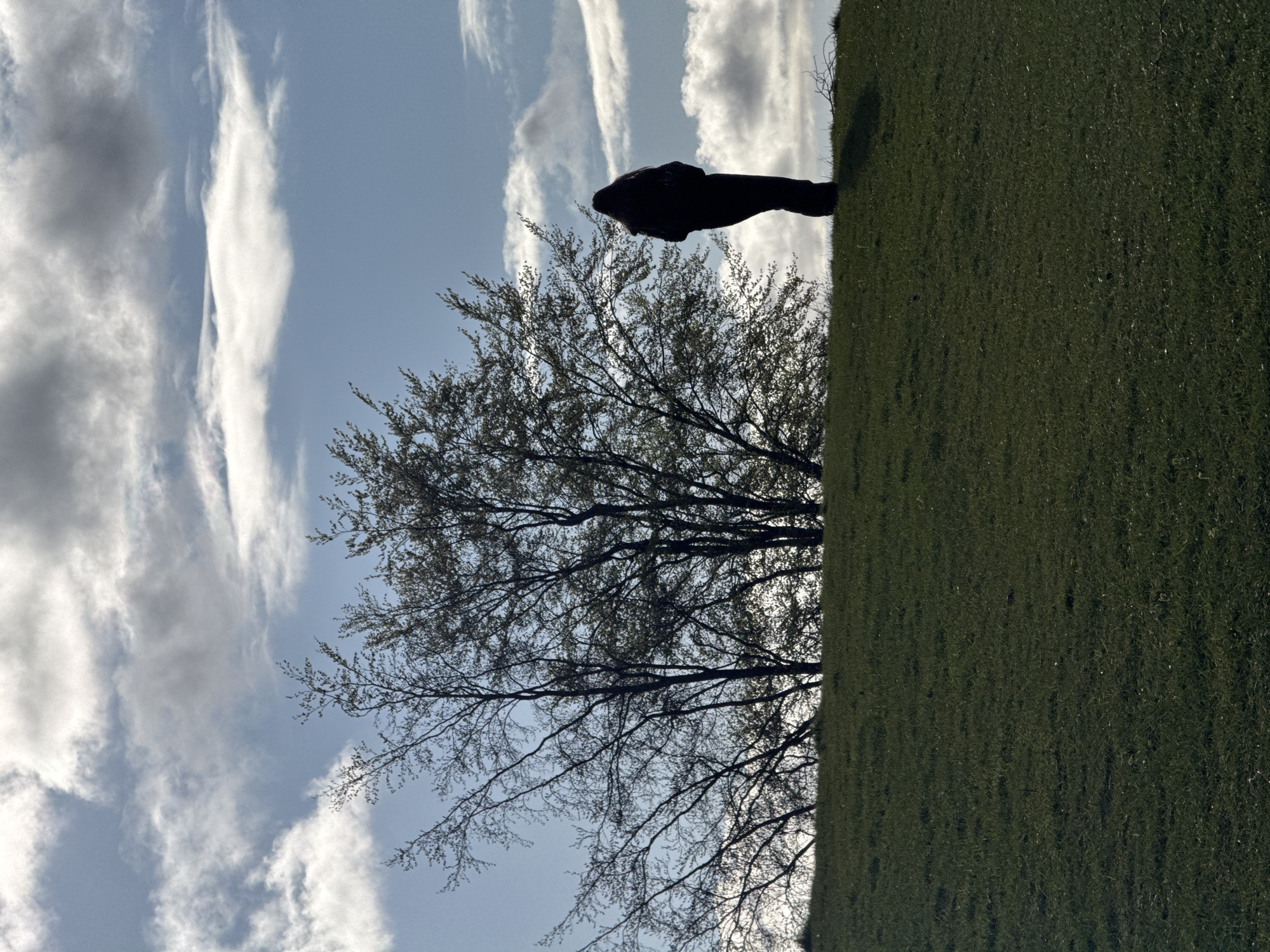 The image shows a landscape in Dacorum, United Kingdom. A tree is prominent in the midground with bare branches reaching towards a cloudy sky. To the right of the tree is a grassy hill, with a silhouetted figure standing on it. The sky is visible in the background, with streaks of clouds against a blue sky.