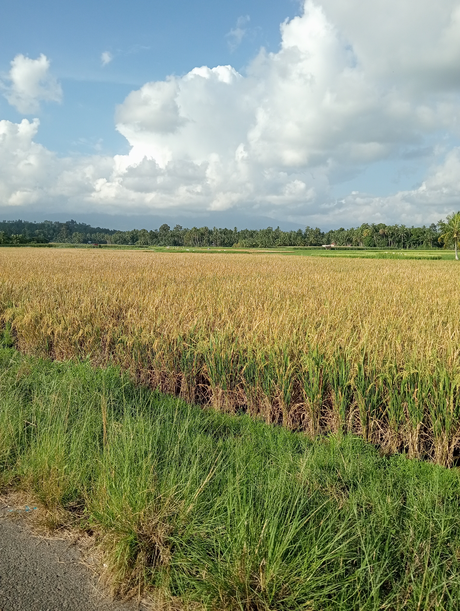 The image shows a vast field of ripe rice paddies in Campago, Indonesia. The rice stalks are golden yellow, indicating they are ready for harvest. In the foreground, tall green grass lines the edge of the field, bordering a paved road. In the background, a dense line of palm trees and other vegetation stretches across the horizon, with a few small structures visible within the trees. The sky is partly cloudy, with large white cumulus clouds against a clear blue sky. The lighting suggests it is daytime, possibly late afternoon, given the warm tones of the rice field. There are no people or animals visible in the scene.