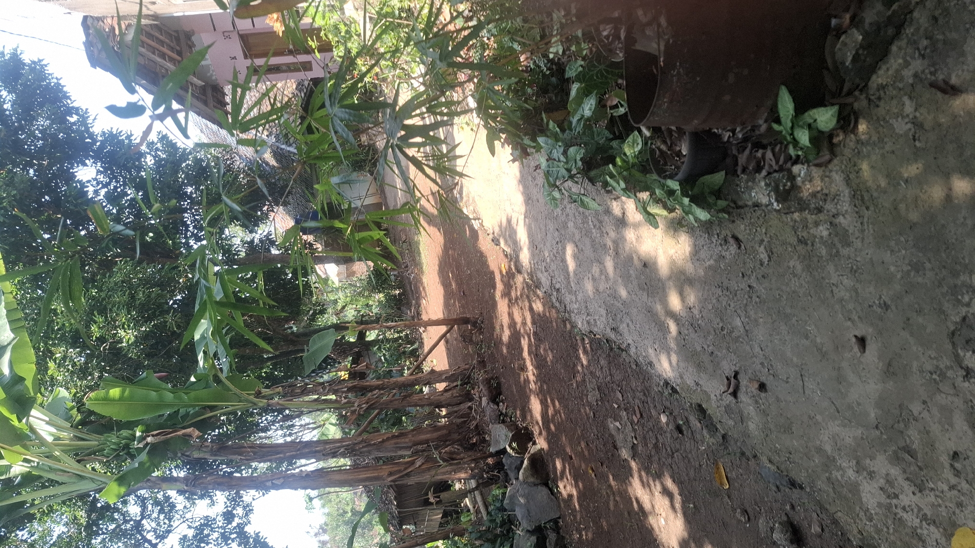 The image depicts a dusty dirt path and a concrete path in a rural setting, possibly within Cibinong Hilir, Indonesia. Banana trees with visible bunches of green bananas stand prominently on the left side of the dirt path, accompanied by other vegetation and rocks. Further down the path, a simple wooden structure is visible. To the right of the path, a light pink house with a tiled roof is partially obscured by lush green plants, including bamboo. The overall scene suggests a warm, sunny day with shadows cast by the trees and vegetation onto the paths. There are no people or animals visible in the image.