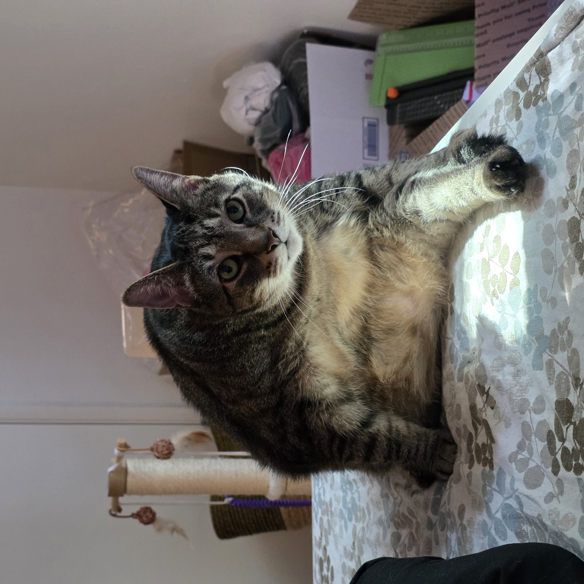 A domestic shorthair cat with tabby markings sits on a bed with a floral patterned comforter. The cat is facing the camera, its front paws resting on the bed. The cat has green eyes and light-colored whiskers. Sunlight streams across the comforter and the cat's body, creating a bright spot. In the background, a cat tree is visible, along with boxes and other household items. The scene appears to be indoors, likely in a residential setting in Portland, Oregon.