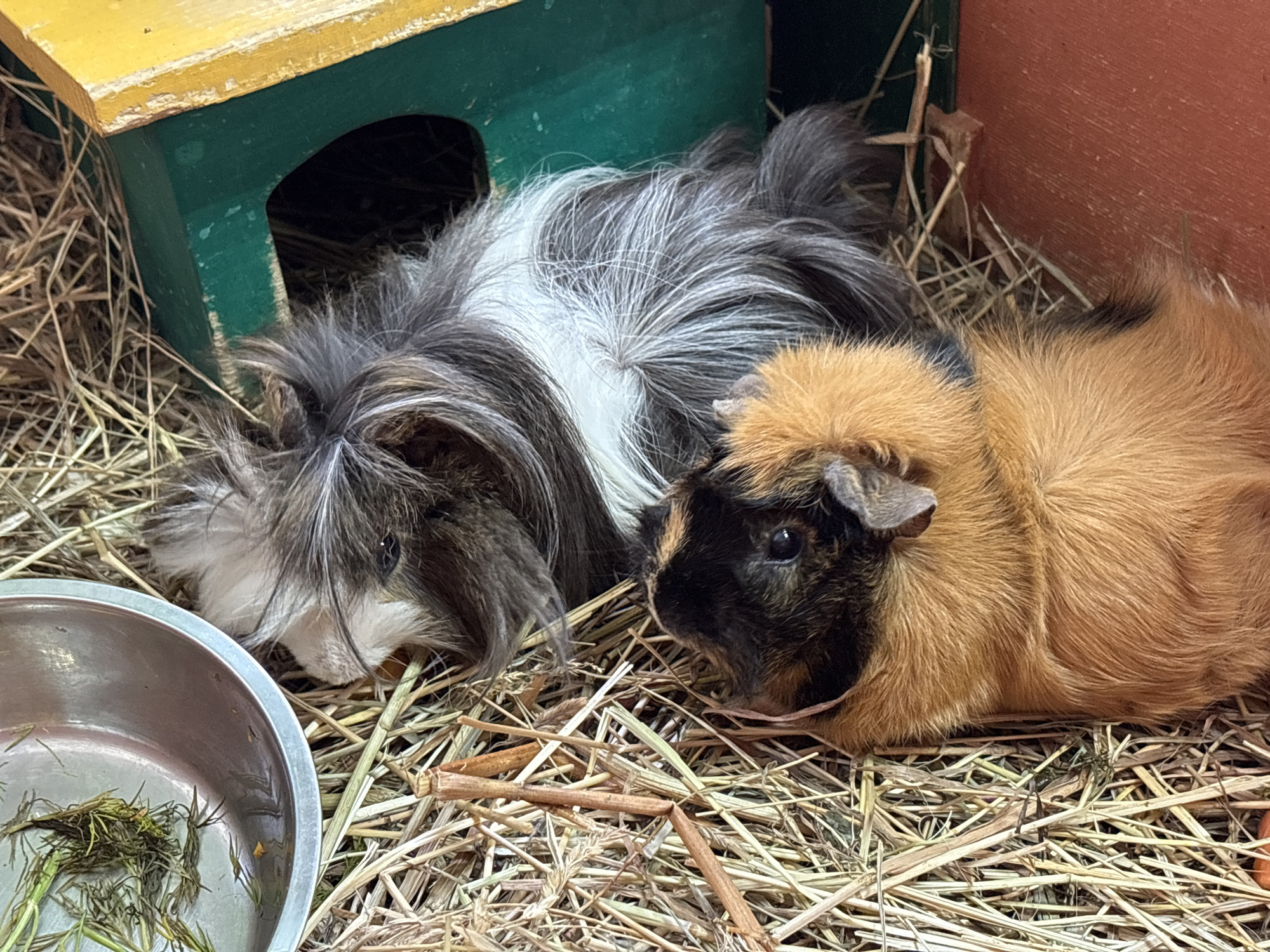 Two guinea pigs are resting on a bed of hay within an enclosure. The guinea pig on the left has long, multi-colored fur with shades of gray, white, and brown. It lies partially next to a green and yellow wooden structure. To the left of it is a metal bowl containing green vegetable matter. The guinea pig on the right has short, brown and black fur. The hay is composed of dried grasses and twigs. The backdrop of the enclosure is a reddish-brown color. The location is unknown.