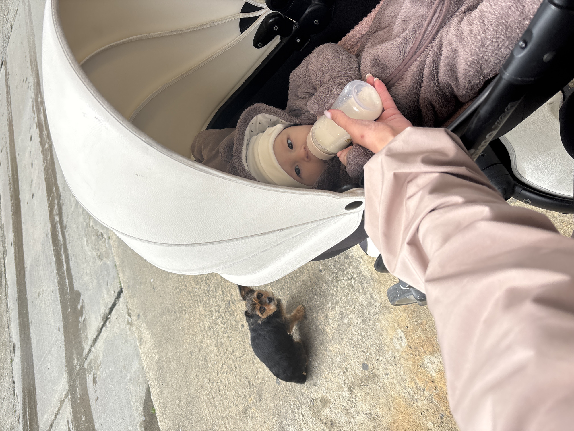 A baby is being bottle-fed in a white stroller. A woman's hand holds the bottle. A dog stands on the sidewalk next to the stroller. The scene appears to be outdoors, possibly in a city. The location, Sochi, Russia, cannot be determined from the image alone.