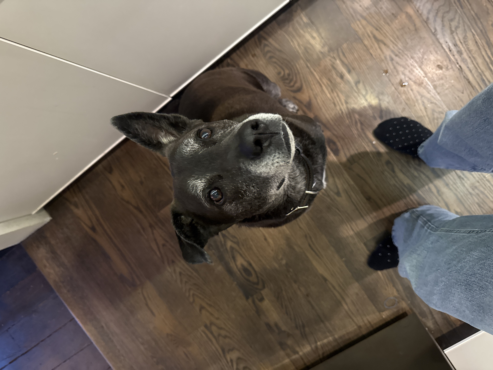 A dark-furred dog with a white muzzle and chest looks up at the camera. The dog is wearing a collar. The dog is standing on a hardwood floor near a person wearing blue jeans and black socks with white dots. The left side of the frame shows a white cabinet. The scene takes place indoors. There is no information in the image about this being in New York.