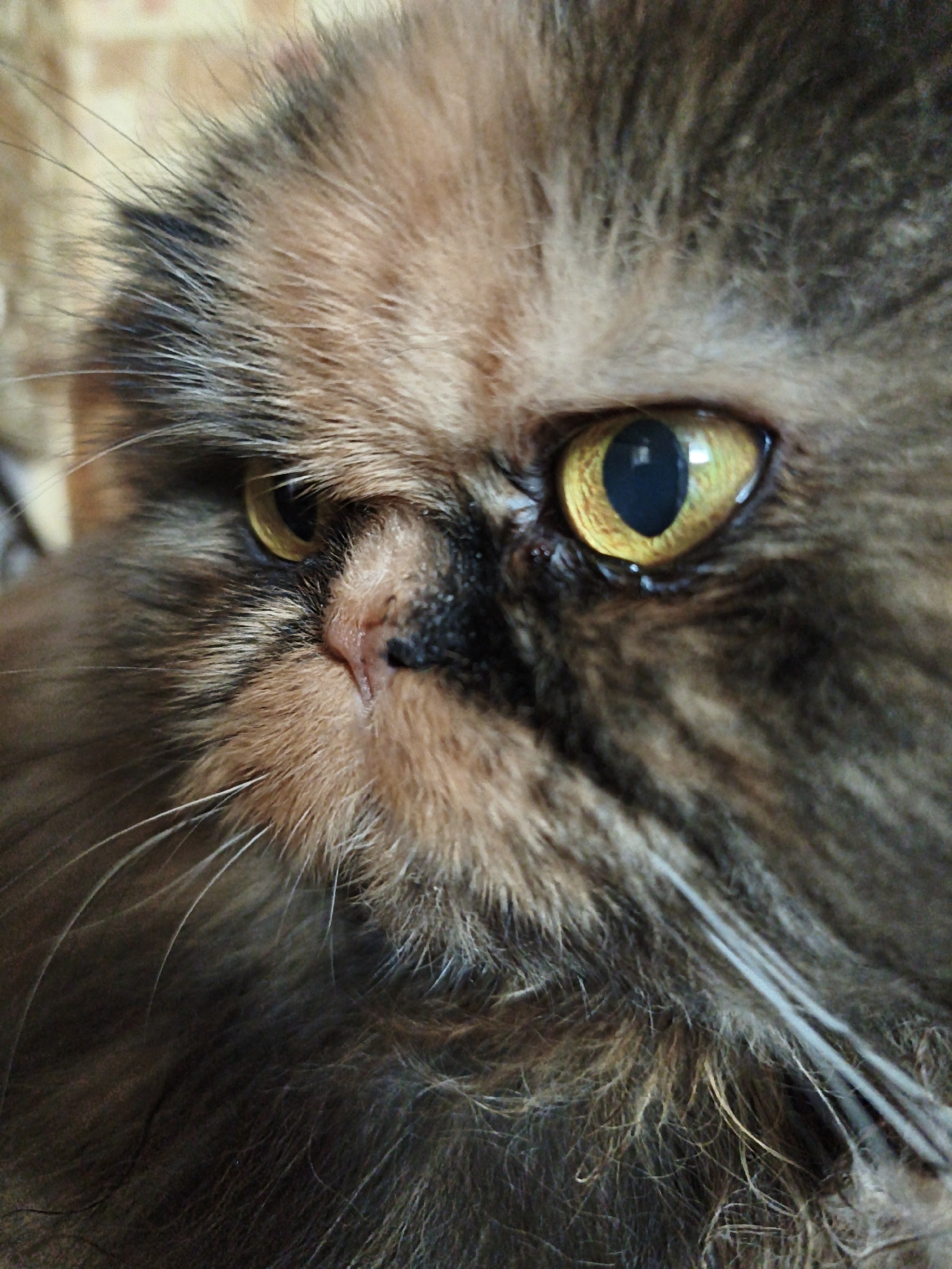 This is an extreme close-up photograph of a cat's face. The cat has long, fluffy fur in shades of brown, black, and tan. Its right eye, which is prominently featured, is a striking yellow-green color with a dark pupil. The cat's nose is visible, appearing dark and textured. Long, white whiskers extend from its muzzle. The background is blurred and appears to be a textured surface, possibly a wall with a brick-like pattern. The image is taken from a low angle, focusing intently on the cat's facial features. There are no people or other objects identifiable in the image, and no specific location can be determined.