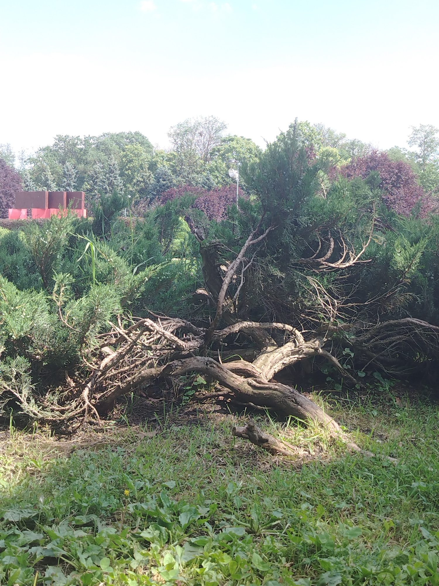 The image shows a twisted, gnarled tree with exposed roots in the foreground, set against a backdrop of dense green foliage and trees. The sky above is bright blue with some white clouds. In the background, to the left, are two large, reddish-brown structures, possibly part of a building or sculpture. The scene appears to be a park or natural area, with grass and vegetation covering the ground. The lighting suggests it is daytime, with sunlight dappling the ground in some areas. There are no people visible in the image. This scene is likely located in Krasnodar, Russia, given the context of the request.