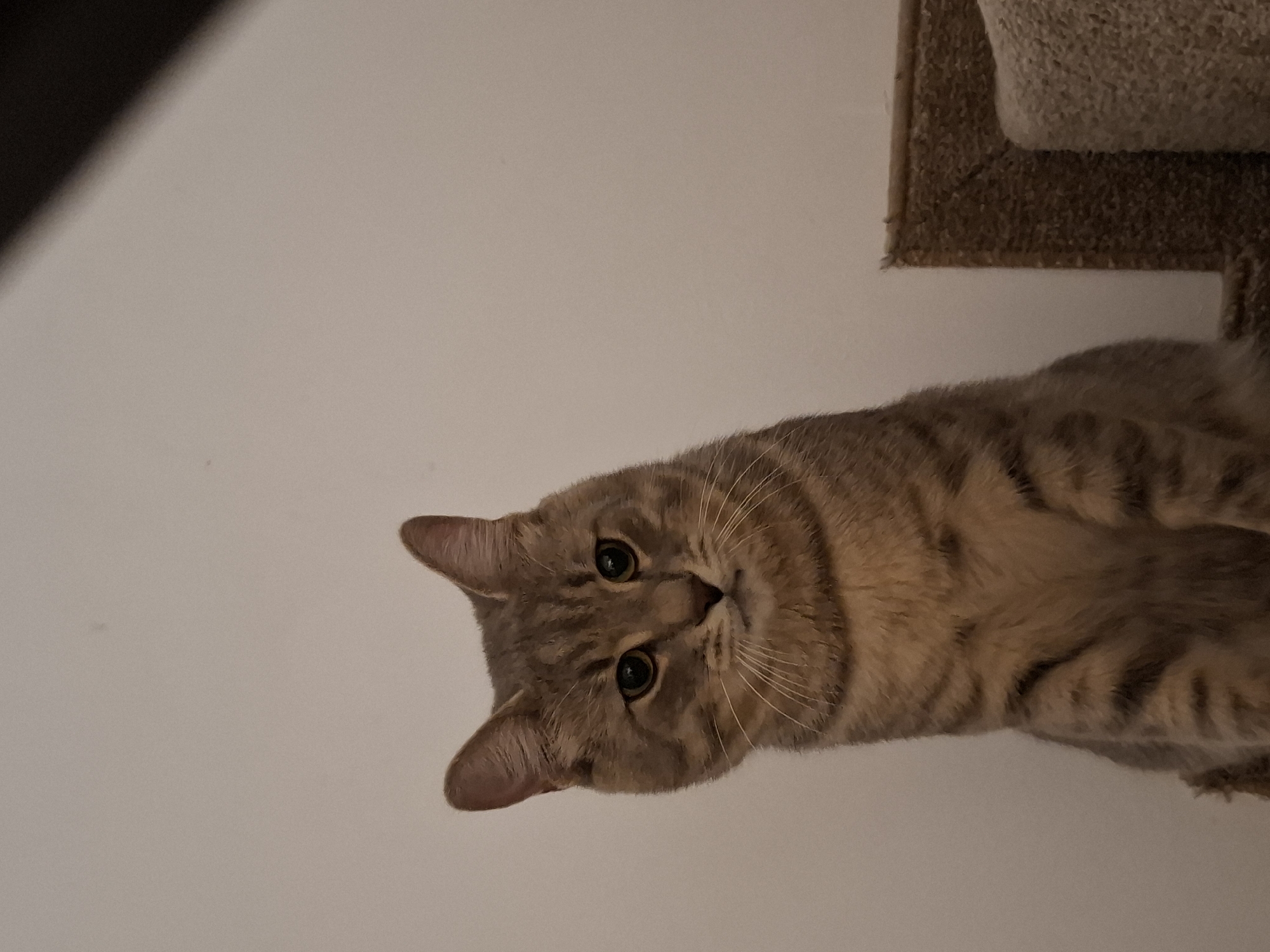 A domestic shorthair cat with tabby markings is the sole subject of this medium-shot, eye-level photograph. The cat, positioned centrally, faces forward with its head slightly tilted. Its fur is a mix of gray, brown, and black stripes, and its eyes are large and dark green. The cat's ears are pointed upwards, and its whiskers are prominent. The background is a plain, light-colored wall. To the right of the cat, a section of a carpeted stair runner is visible, with a rough, textured surface. The lighting is dim, casting a slight shadow on the cat's face and the surrounding environment. The image appears to have been taken indoors, possibly in a residential setting. No specific location in Zemun Urban Municipality, Serbia can be determined from the visual information provided.