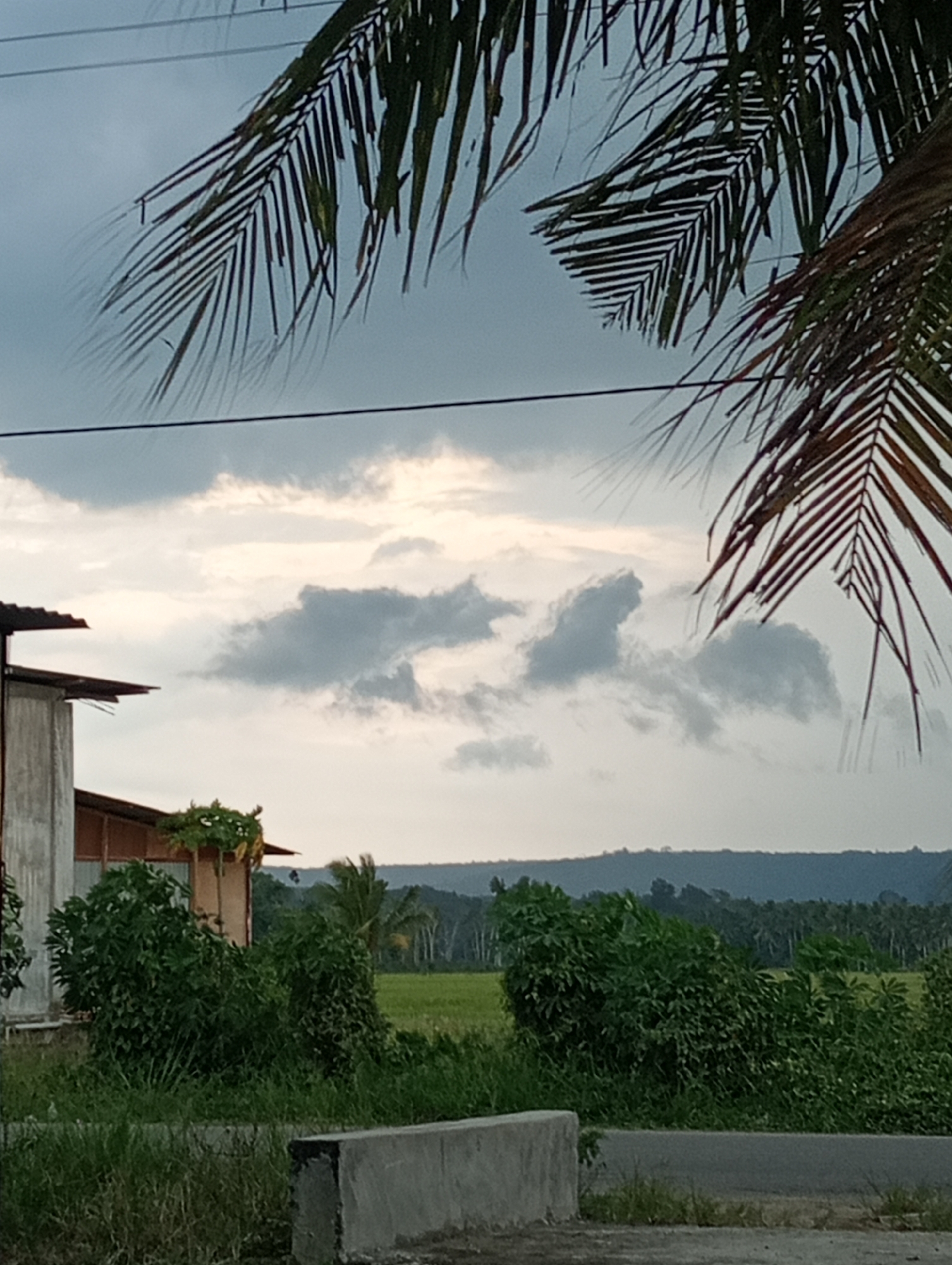This image depicts an outdoor scene in Meunasahkumbang, Indonesia. In the foreground, a concrete barrier and a paved road are visible, bordered by lush green grass and dense foliage. Behind the road, a building with a simple structure and a corrugated roof stands, partially obscured by vibrant green bushes. Further in the background, a rice paddy stretches out, bathed in the soft light of an overcast sky. Beyond the paddy, a gentle hill covered in trees creates a layered landscape. Palm fronds hang into the frame from the top, suggesting the presence of palm trees. The sky is filled with dramatic grey clouds, hinting at impending rain or a recent shower, and the overall mood is serene and tranquil. There are no people or specific activities captured in the image. The time of day appears to be late afternoon or early evening, given the diffused light.