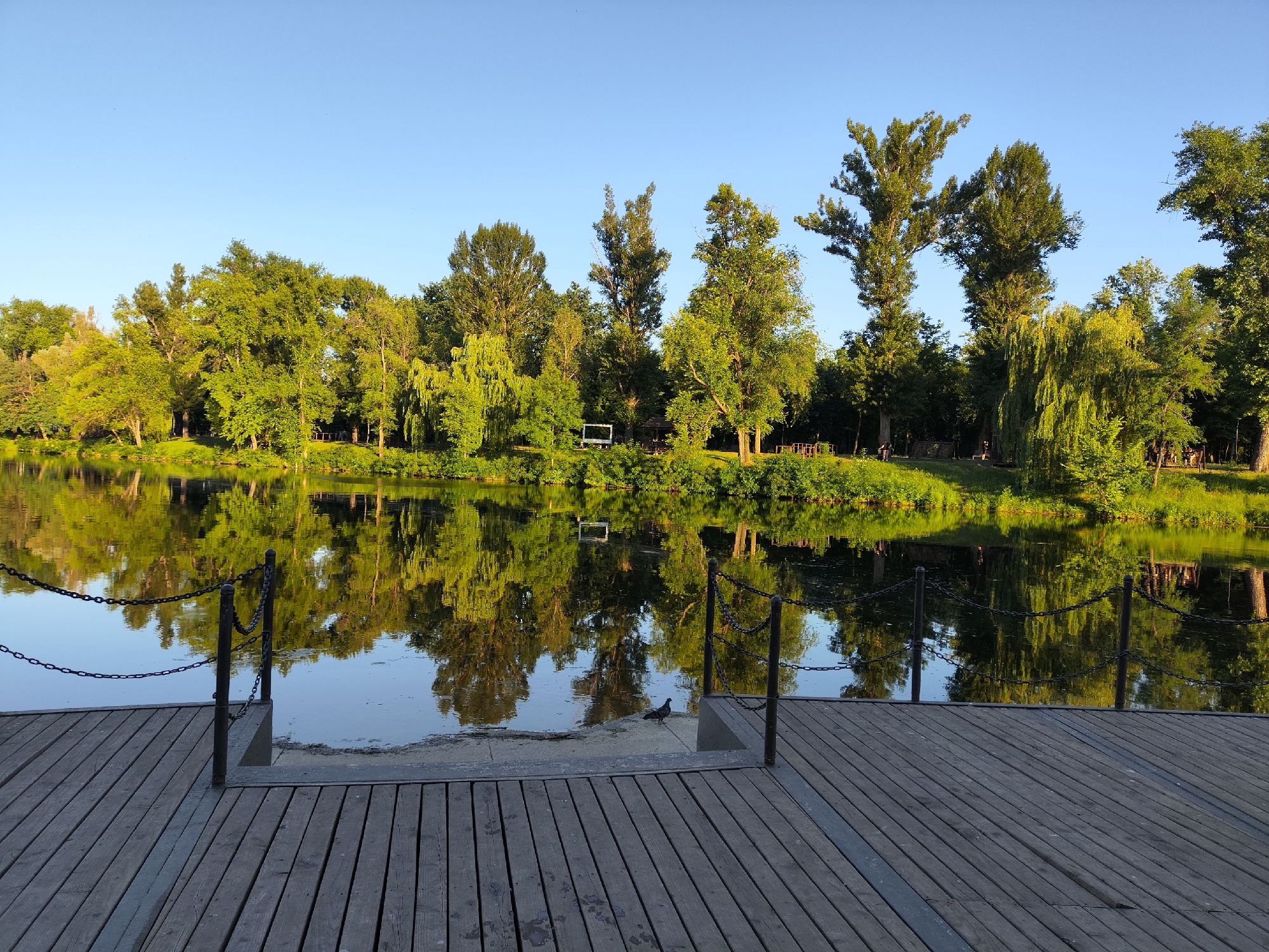 The image depicts a peaceful park scene with a calm lake reflecting the lush green trees and a clear blue sky. The foreground features a wooden pier with metal chains forming a railing, suggesting it is a public area. On the pier, a single pigeon stands near the water's edge. The background is dominated by a dense line of trees, with some structures like a gazebo and benches subtly visible amongst them. The lighting indicates it is either early morning or late afternoon, with a warm glow illuminating the foliage. This park is likely located in Kryvyi Rih, Ukraine, a city known for its numerous green spaces and recreational areas.