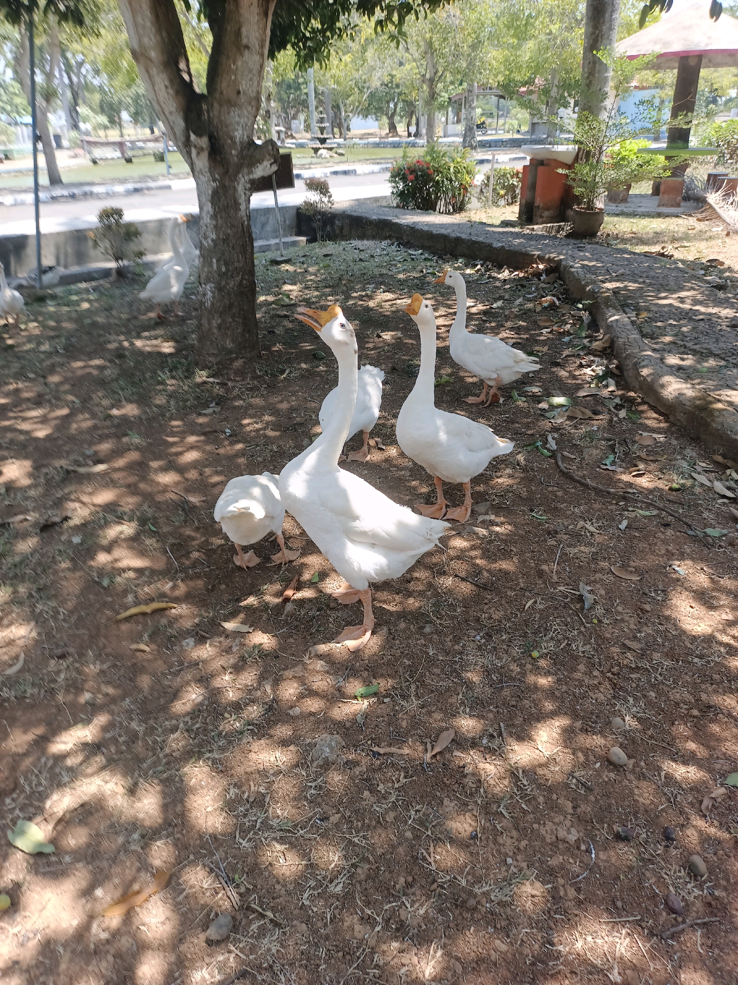 In Subang, Indonesia, a group of four white geese is gathered on a dirt path beneath a large tree. The geese are the primary subjects, with one in the foreground looking upwards and to the left, its beak open. Another goose is positioned behind and to the left of the first, with its head lowered to the ground, and two more are further in the background, one looking towards the left and the other towards the right. The environment consists of dry, reddish-brown earth with sparse grass and fallen leaves, creating a dappled light effect from the tree's canopy. In the background, a concrete pathway curves to the right, and beyond that, there are glimpses of greenery, a body of water, and some distant structures including a pavilion with a red roof. The scene appears to be a park or an outdoor recreational area.