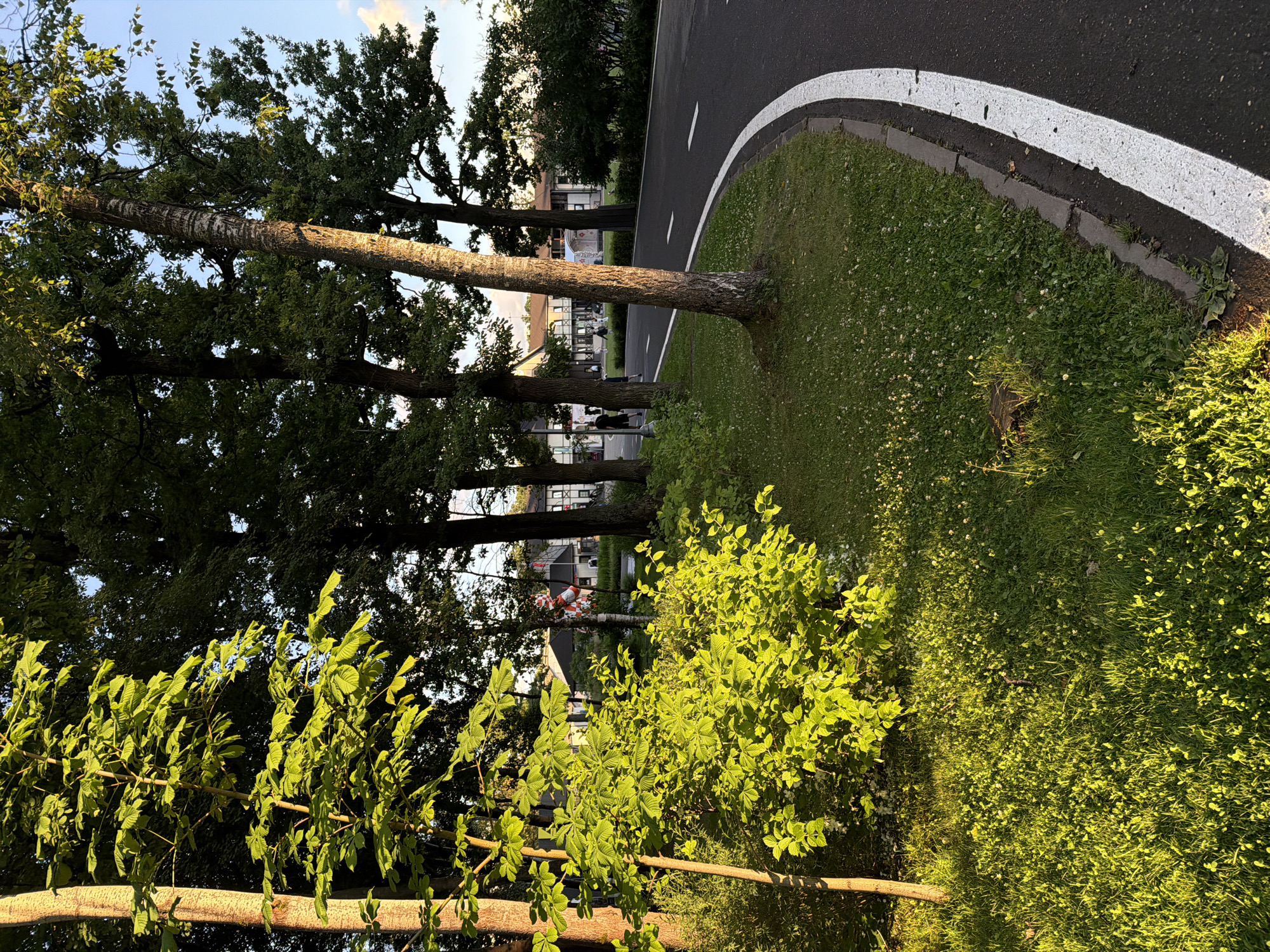 The image depicts a paved road with a white line marking its edge, curving to the right. The road is bordered by a strip of grass, which transitions into a lawn dotted with small white flowers and clover. To the left of the road, several trees are visible, some with thick trunks and others with slender ones. A young tree with bright green leaves is prominently featured in the foreground, illuminated by sunlight. In the background, buildings with light-colored facades and dark roofs are seen, suggesting an urban or suburban setting. A few people are walking in the distance. The overall environment is a park or a street lined with trees and green spaces. The lighting suggests it is late afternoon or early evening, with the sun casting long shadows and highlighting the foliage. This scene is located in the city of Odintsovo, Russia.
