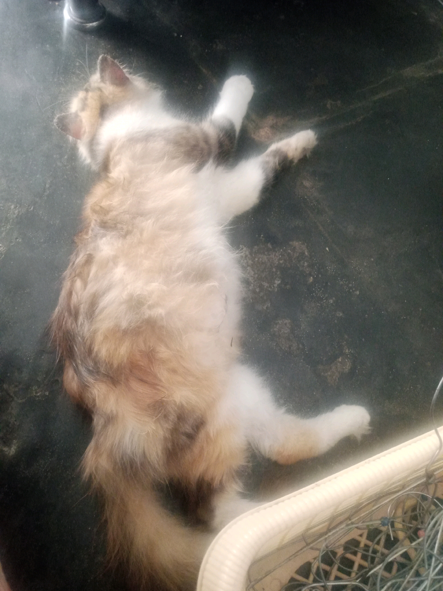 A long-haired, light brown and white cat is lying on its back on a dark, speckled floor. The cat's fur is fluffy, and its belly is exposed. Its paws are extended, with white fur on its feet. In the lower right corner of the image, a portion of a white plastic basket with metal wire is visible. The scene appears to be indoors in a dimly lit room, possibly in the Pandeyan area of Indonesia, given the context.