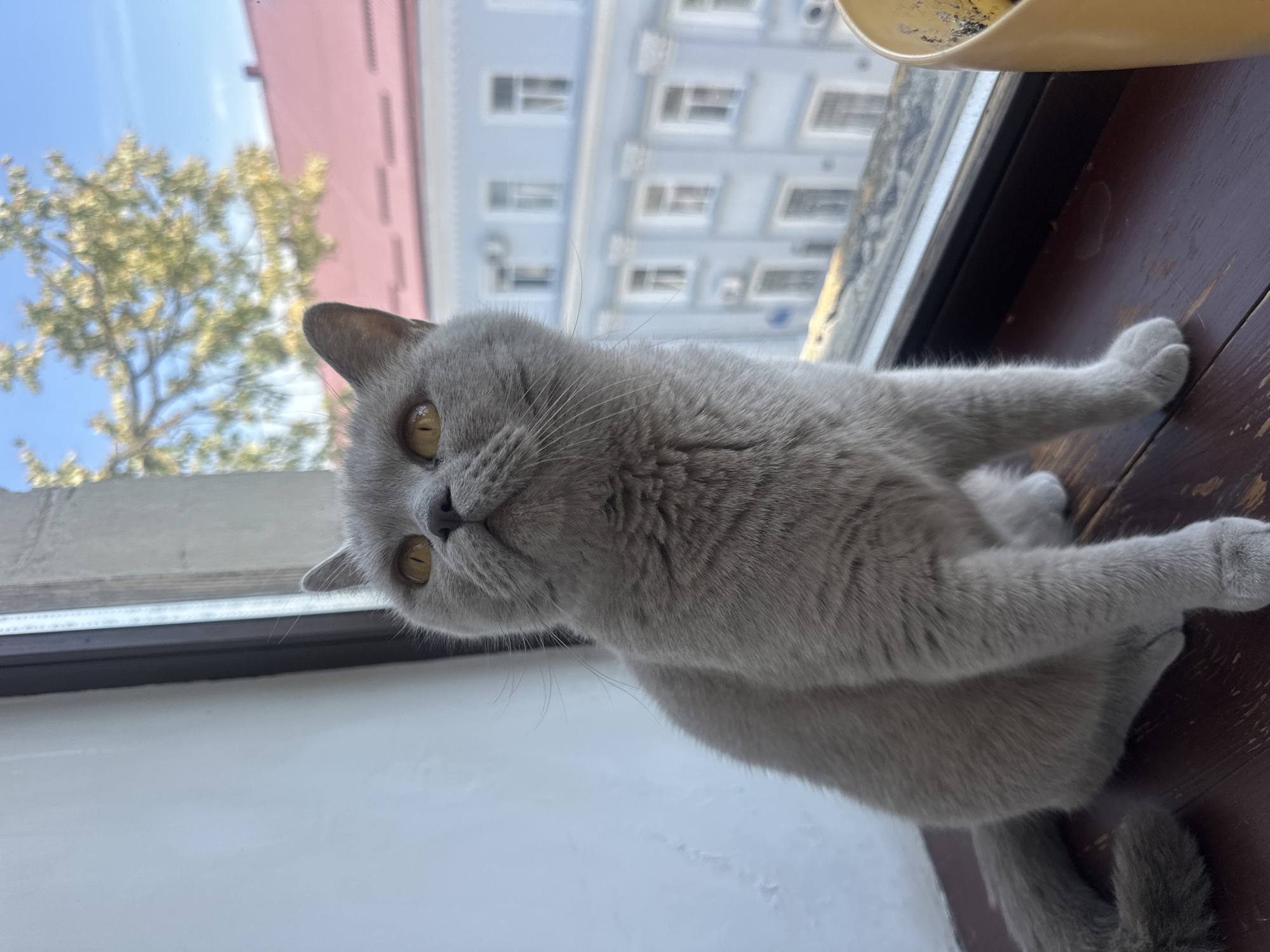 A gray British Shorthair cat sits on a wooden windowsill, looking upwards and to the left. The cat has round, golden eyes and a fluffy gray coat. Behind the cat, a window looks out onto a city scene. A light blue building with white trim and multiple windows is visible, as well as a building with a reddish-pink roof. A tree with green leaves is also in the background. The wooden windowsill appears slightly worn. To the right of the frame, a yellow pot containing what appears to be dirt and possibly plant remnants is partially visible. The overall lighting suggests it is daytime. The location is identified as Ternopil, Ukraine.
