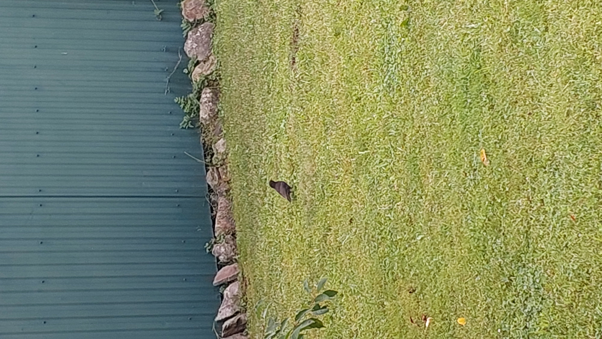 A small, dark bird stands on a green lawn in front of a weathered green fence. The fence has vertical ribbed panels and is supported by large, grey stones at its base. There are also some green plants growing between the rocks and the fence. The lawn is well-maintained and appears to be in a backyard or park setting. The scene is lit by natural daylight.