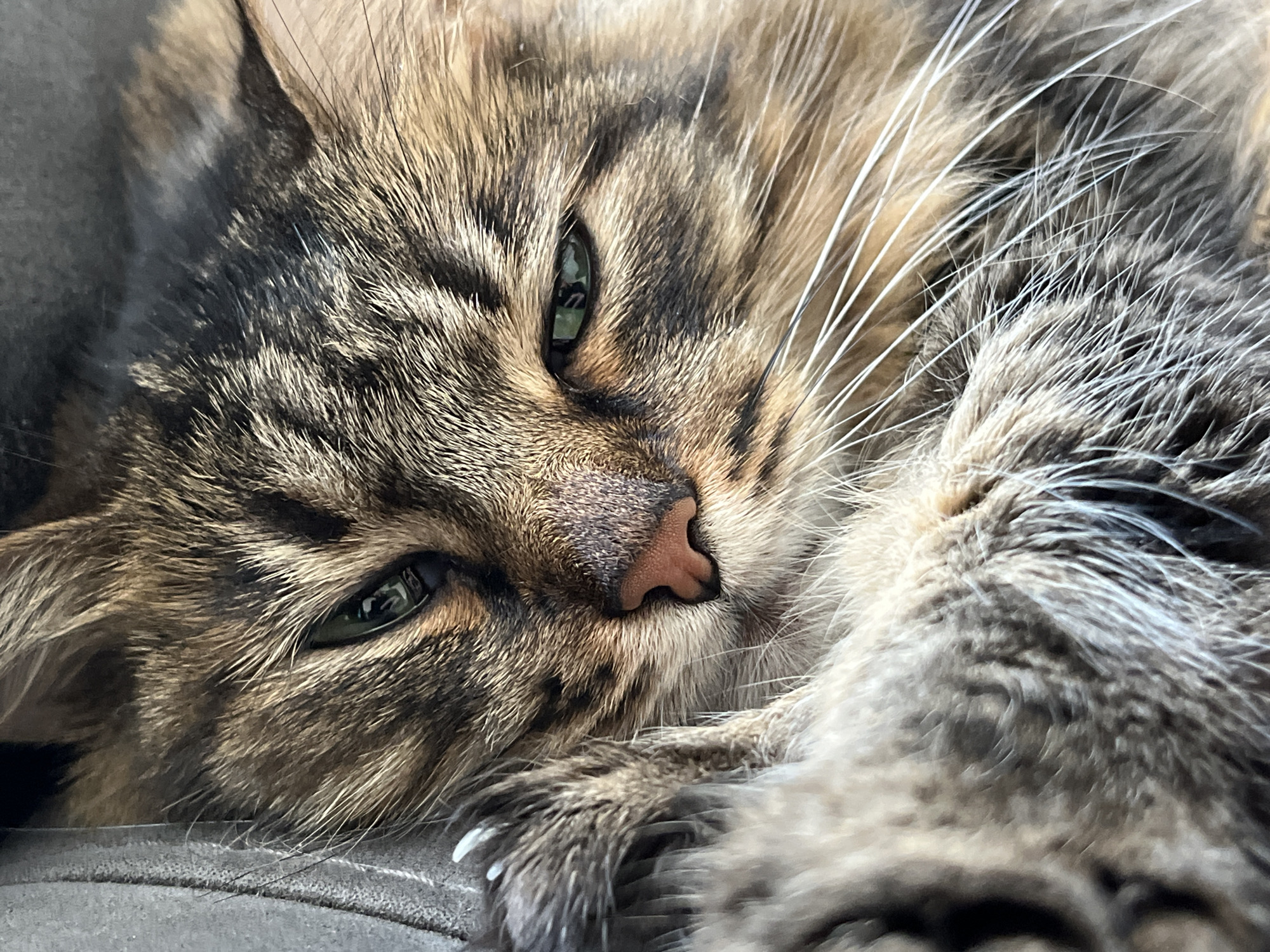 An extreme close-up shot focuses on the face of a cat with brown and black tabby markings, resting on a gray surface. The cat's green eyes are partially closed, and its pink nose is visible. Its whiskers extend outwards, and a paw with visible claws is in the foreground. The background is blurred, with hints of gray and brown fur. There is no indication of a city or location.