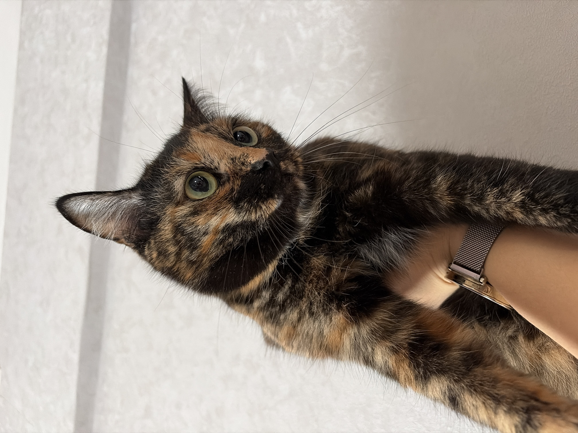 A tortoiseshell cat is being held in someone's arms. The person is wearing a watch. The background appears to be a plain wall. The location and city are unknown.