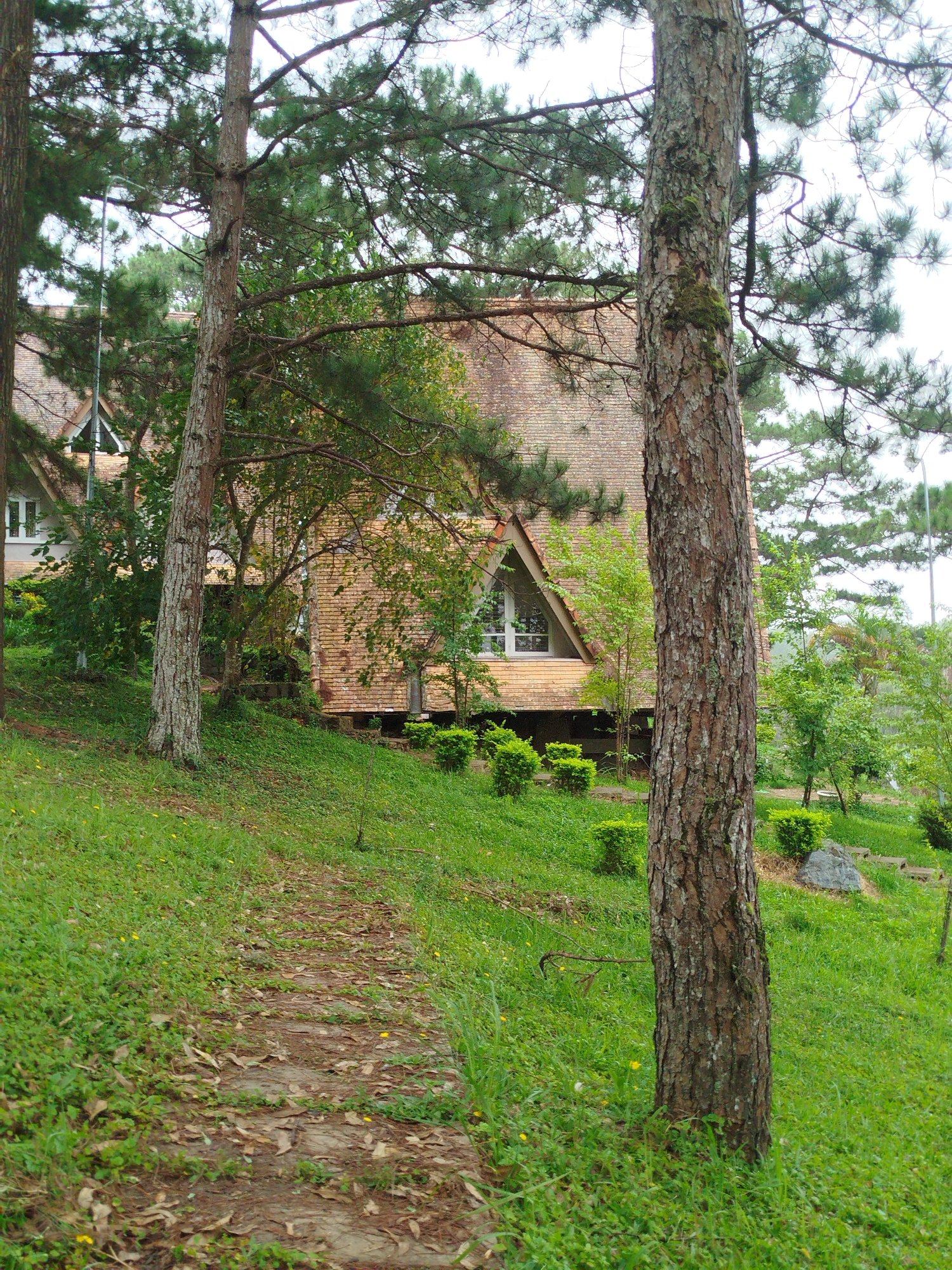 A pathway, composed of stone slabs and fallen leaves, winds up a grassy incline. To the right of the path, a large pine tree trunk dominates the foreground, its bark textured and weathered. Beyond the tree, several A-frame style houses with terracotta tiled roofs are visible, nestled amongst lush green trees and manicured bushes. One house, to the left, has white window frames and a visible chimney. Another, more to the right, features a prominent triangular window under the eaves. The overall scene suggests a serene, possibly resort or residential area, situated in Da Lat, Vietnam, known for its pine forests and French colonial architecture. The lighting indicates an overcast day.