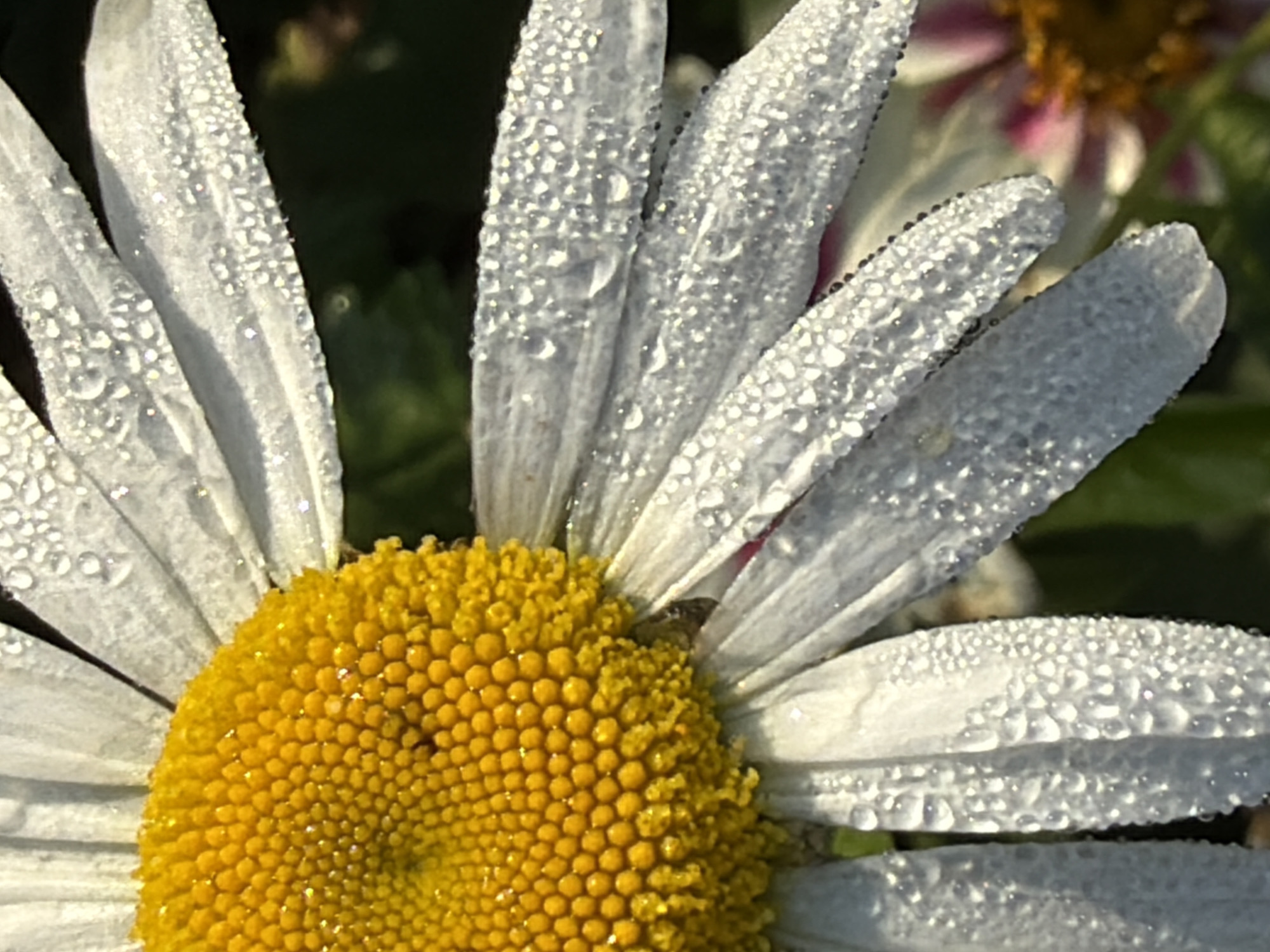 The image is a close-up shot of a daisy with dew drops on its white petals and yellow center. The daisy is in focus, with the background blurred, suggesting it's outdoors. There are no people or discernible city elements visible, making it impossible to determine a location in Фоки, Russia. The scene is peaceful and natural.