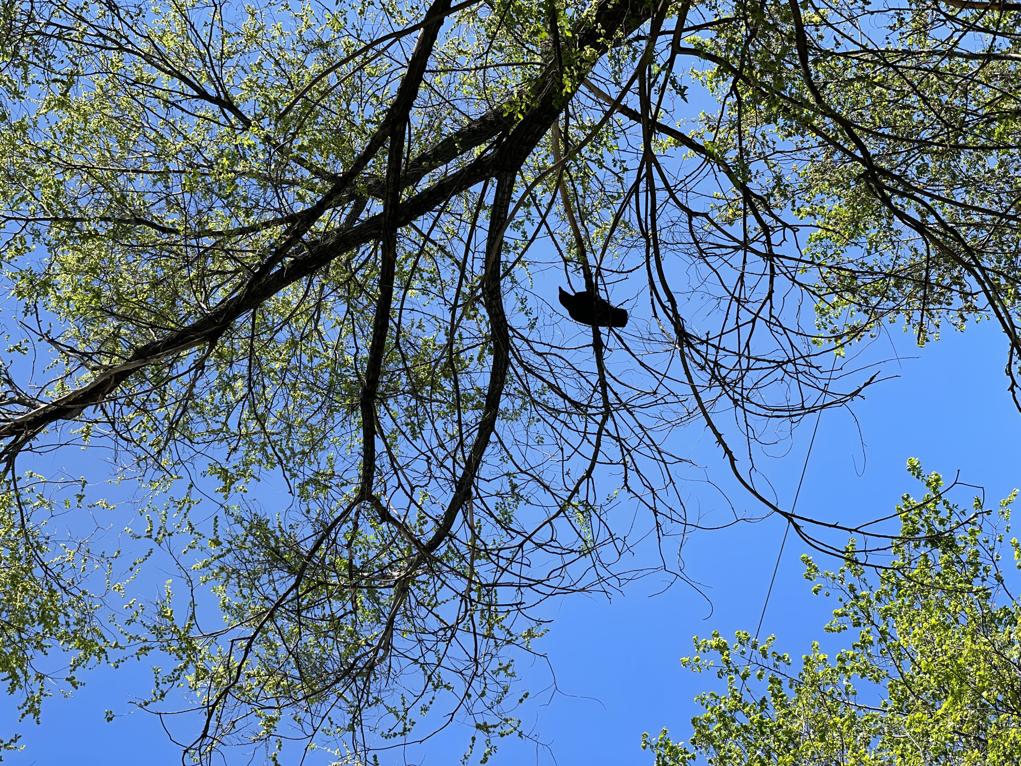 This upward-facing outdoor photograph captures the intricate network of tree branches against a clear, brilliant blue sky. The branches, silhouetted in dark tones, crisscross the frame, creating a natural canopy. Many of the finer branches are adorned with fresh, vibrant green leaves and nascent buds, suggesting either spring or early summer. In the lower-right section of the main image, a single dark shoe, appearing to be a sneaker or boot, is conspicuously entangled and suspended among the bare branches, standing out against the bright sky.
The scene depicts a sunny day with no clouds, indicating fair weather. There are no people visible, and no specific activity beyond the presence of the shoe in the tree. The location context provided is Zheleznogorsk, Russia. The image is devoid of any discernible text. The primary focus is the natural interplay of branches, leaves, and sky, with the unexpected shoe adding a touch of peculiar human presence.