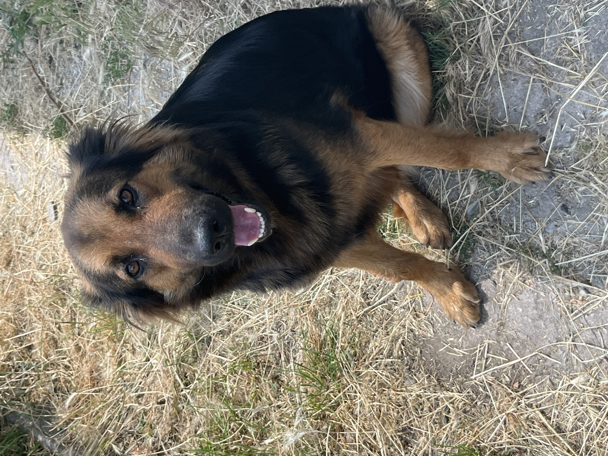 A medium-sized dog with black and tan fur is sitting on dry grass and dirt. The dog is looking at the camera with its mouth open and tongue visible, appearing to pant. The dog has floppy ears and brown eyes. The background consists of more dry grass and some patches of green grass, suggesting an outdoor environment, possibly a park or yard. The lighting indicates it is daytime. There is no identifiable urban infrastructure or landmarks that would specifically place this scene within the city of Dnipro, Ukraine.