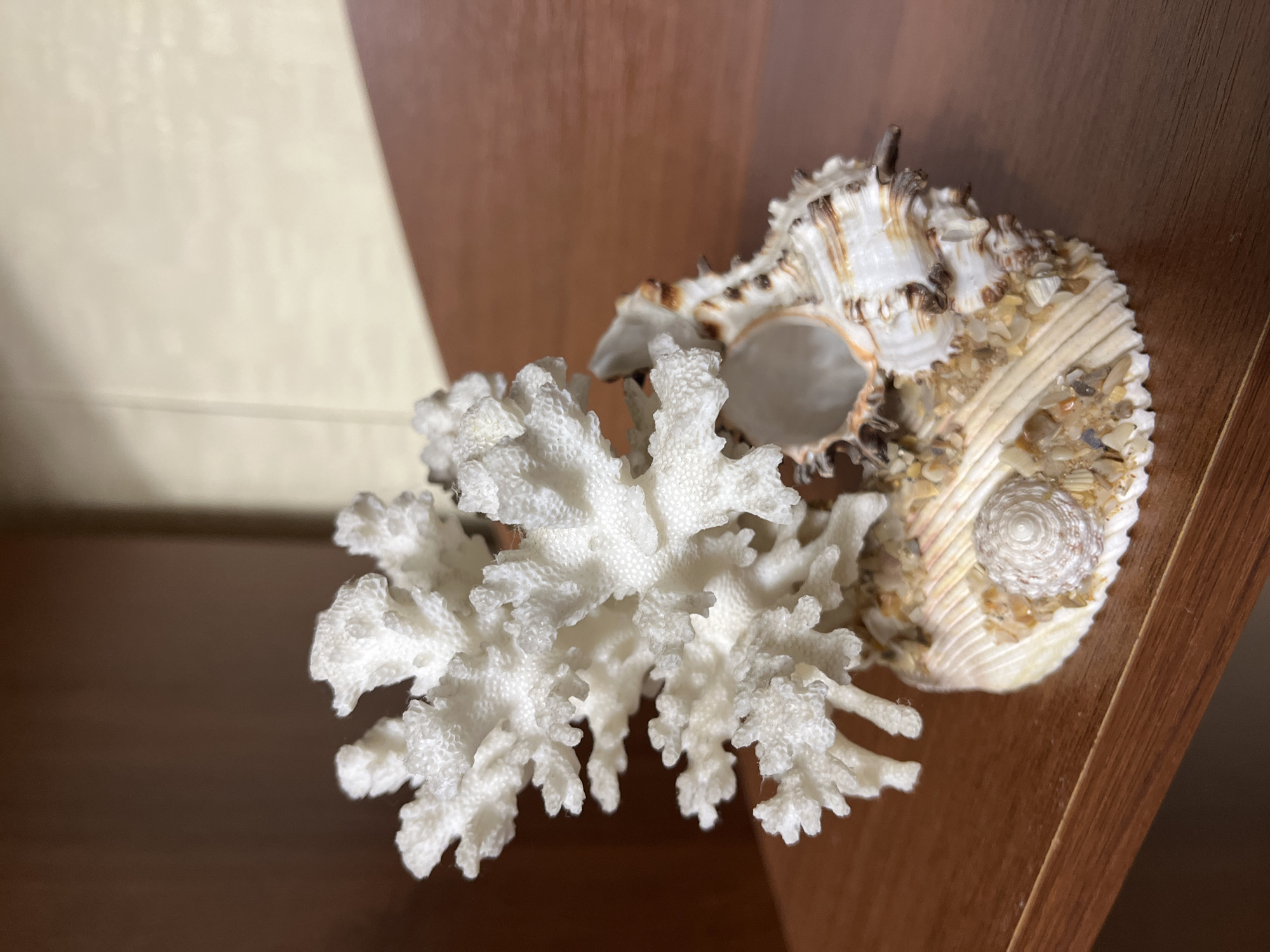 The image presents a still life composition featuring a piece of white coral and a seashell. The primary subject is a intricately branched piece of white coral, occupying the left and central foreground. Its surface is highly textured with numerous small, rounded protuberances, and it exhibits a complex, organic structure with many offshoots.
Behind and to the right of the coral is a large, spiraled seashell. This shell displays a rough, spiky exterior with patterns of brown, white, and beige. Its opening is visible, revealing a smooth, lighter interior. A distinctive feature of the seashell is that a portion of its outer surface, particularly on the flatter side, is covered with an arrangement of smaller shell fragments, tiny pebbles, and a miniature, perfectly coiled spiral shell, suggesting a decorative embellishment.
The objects are set against a background consisting of two main elements. On the right, a warm, medium-brown wooden surface with a visible grain runs vertically and horizontally, possibly indicating a shelf or piece of furniture. On the left, behind the coral, is a lighter, plain beige or off-white surface, which appears to be a wall or panel. The lighting highlights the textures of both the coral and the seashell. No activity is taking place, and there is no visible text in the image.