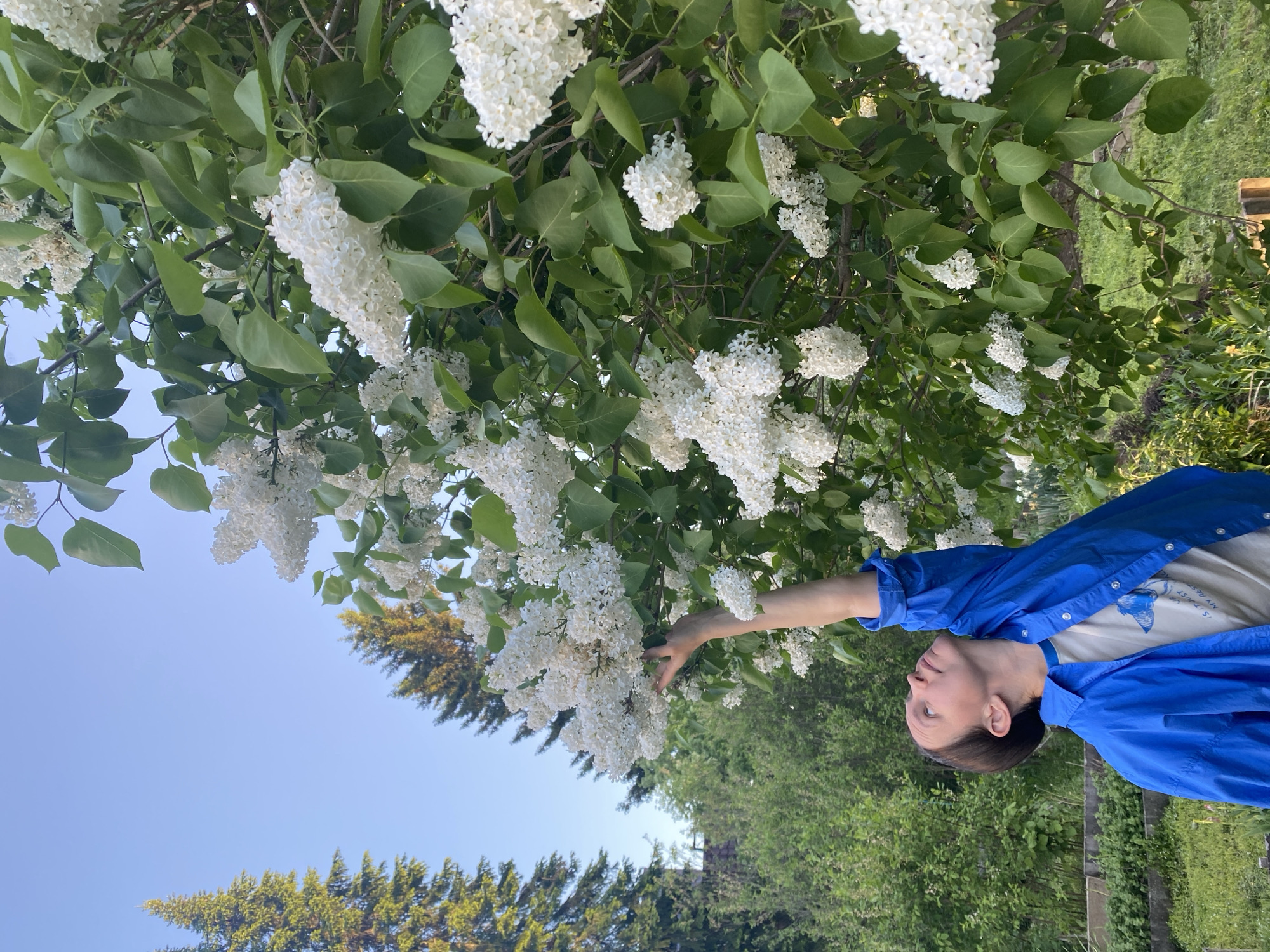 A person in a blue shirt stands under a tree laden with white flowers, possibly lilacs. The person's right arm is extended towards the flowers. The background features green foliage and a patch of blue sky. The photo was taken in Прикамский, Russia.