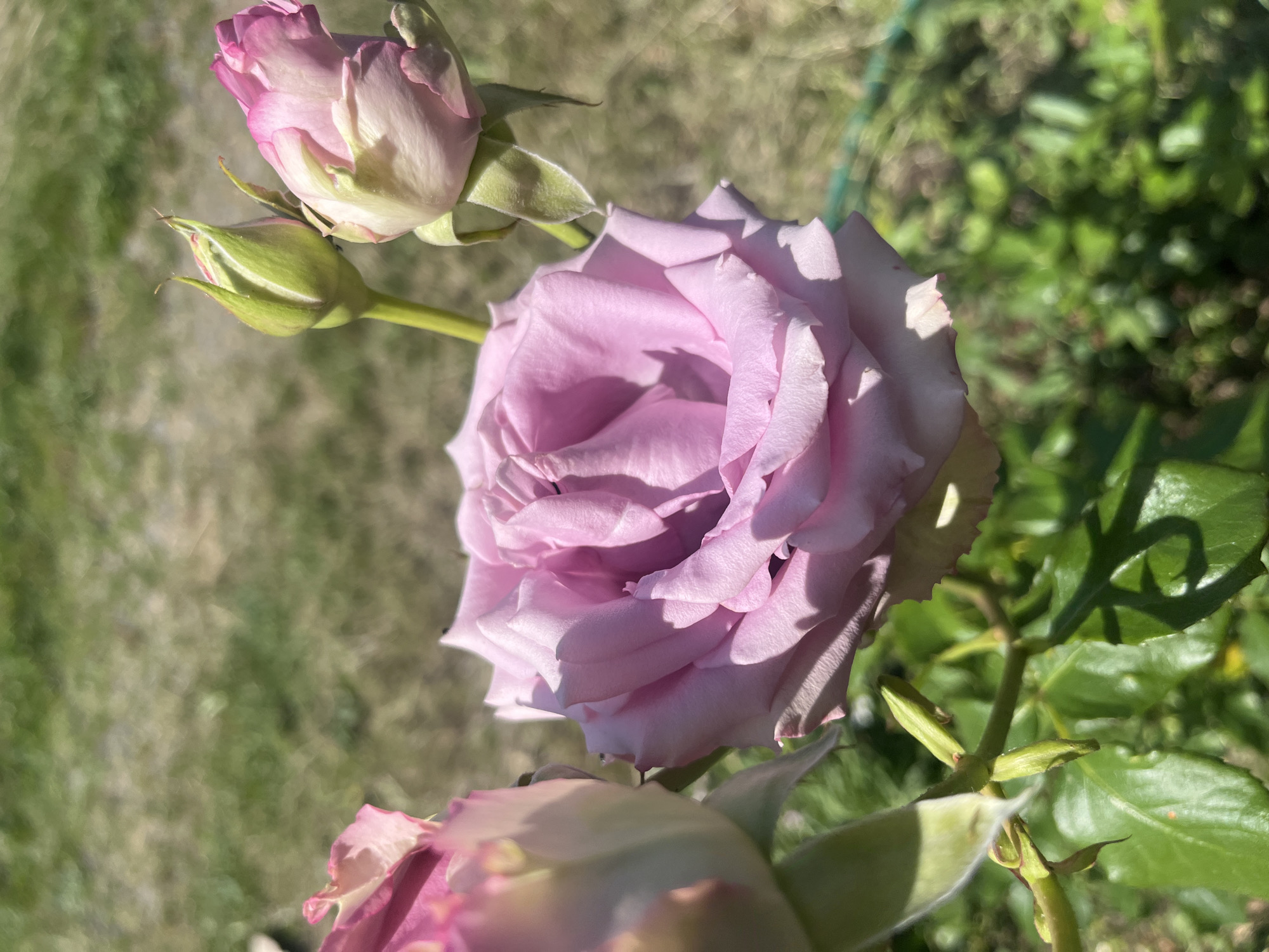 This detailed image captures a close-up of multiple lavender-pink roses and buds in a vibrant garden, located in Onokivtsi, Ukraine. The central focus is a fully open rose, presenting numerous delicate, mauvish-pink petals with lighter edges, intensely illuminated by direct sunlight that casts prominent shadows across its textured surface. To the upper right, two rose buds are visible; one is tightly closed with prominent green sepals, while the other is partially open, revealing emerging pink petals. A segment of another partially opened rose is visible along the far left edge of the frame. The flowers are supported by green stems, surrounded by lush, sharply focused green leaves in the foreground. The background is a soft, out-of-focus blur of green and brown, indicating grass or distant foliage under bright daylight. A subtle green garden support structure is faintly discernible in the lower right background.