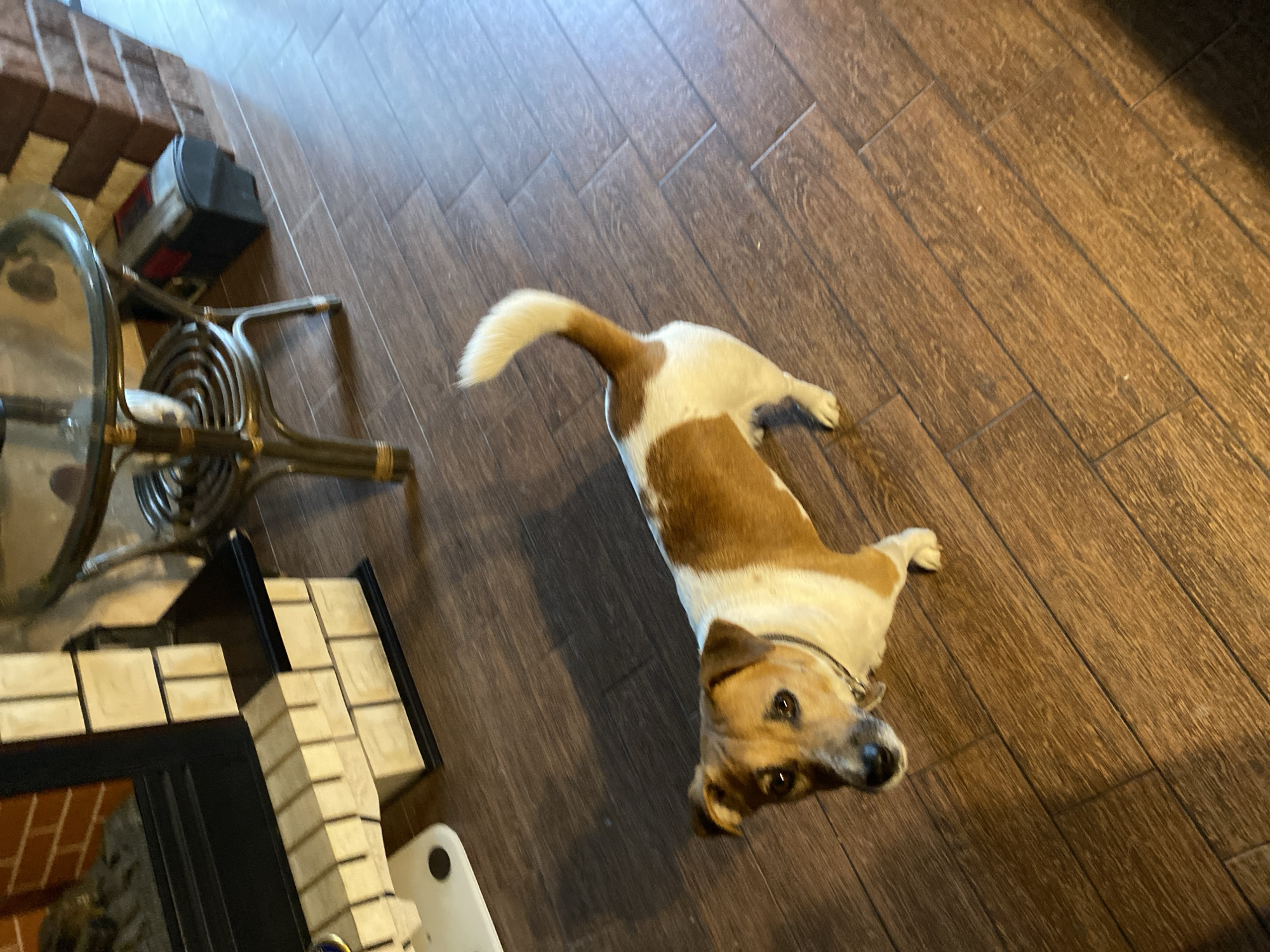 A medium-shot, high-angle, indoor photograph shows a dog on a wooden floor. The dog, a tan and white Jack Russell Terrier, is looking up at the camera. The dog's tail is raised and curled. In the background, a fireplace with a brick surround and a glass-top table with a wicker base are visible. A scale is also visible to the left of the fireplace. The image appears to have been taken in a residential setting in Saint Petersburg, Russia, as suggested by the presence of a fireplace and the style of the furniture.