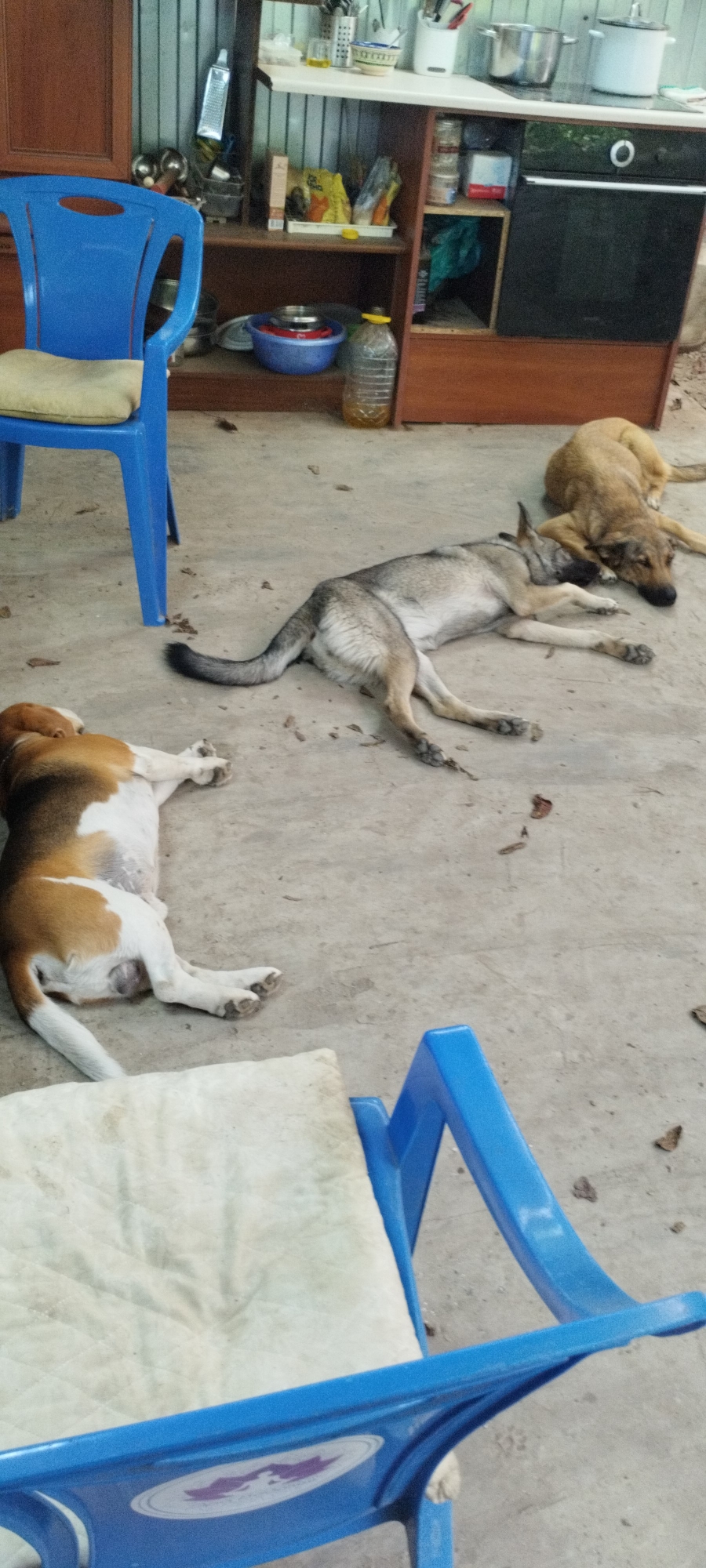 The image depicts an outdoor scene in what appears to be a backyard or patio area. Three dogs are resting on a concrete surface. In the foreground, a tan and white beagle lies on its back with its legs extended. To its right, a gray and tan dog is lying on its side, facing away from the camera, with its head resting on its paws. Further back and to the right, a light brown dog is lying down with its head towards the viewer. A blue plastic chair with a light-colored cushion is partially visible in the lower left and right corners of the image. In the background, a kitchen area is visible with shelves holding various items, including a bottle of liquid, bowls, and kitchenware. A wooden cabinet and a corrugated metal wall are also present. The ground is scattered with dried leaves and debris. The overall impression is one of a relaxed and casual outdoor setting. The location is specified as Yaroslavskaya, Russia.
