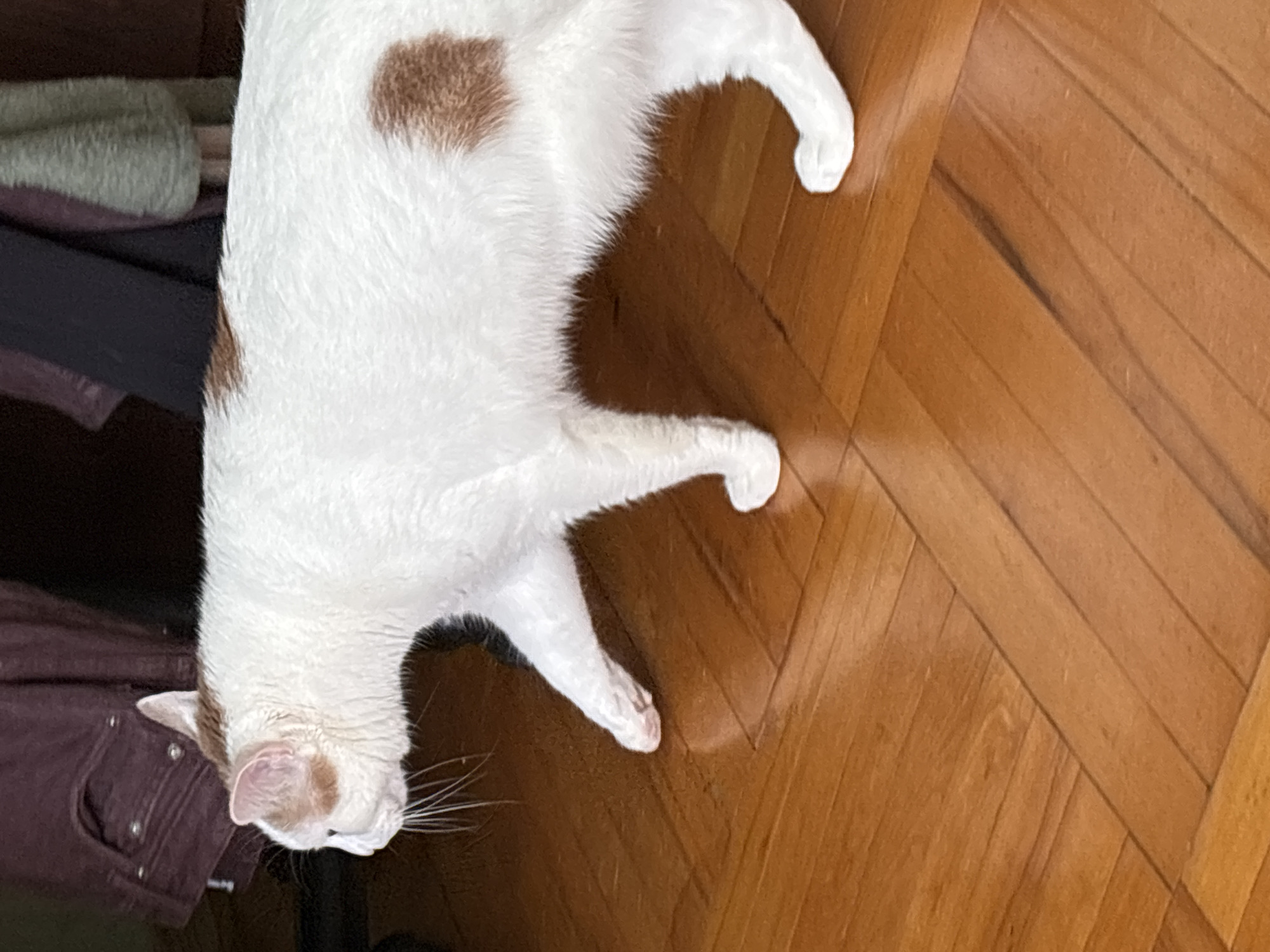 A white cat with brown patches walks across a wooden floor. The cat is in profile, facing left. Its fur is white with brown markings on its head and back. The floor is made of polished wooden planks arranged in a parquet pattern. In the background, a dark garment hangs, and the environment appears to be indoors. The cat's front left paw is lifted in mid-stride, and its tail is not fully visible.