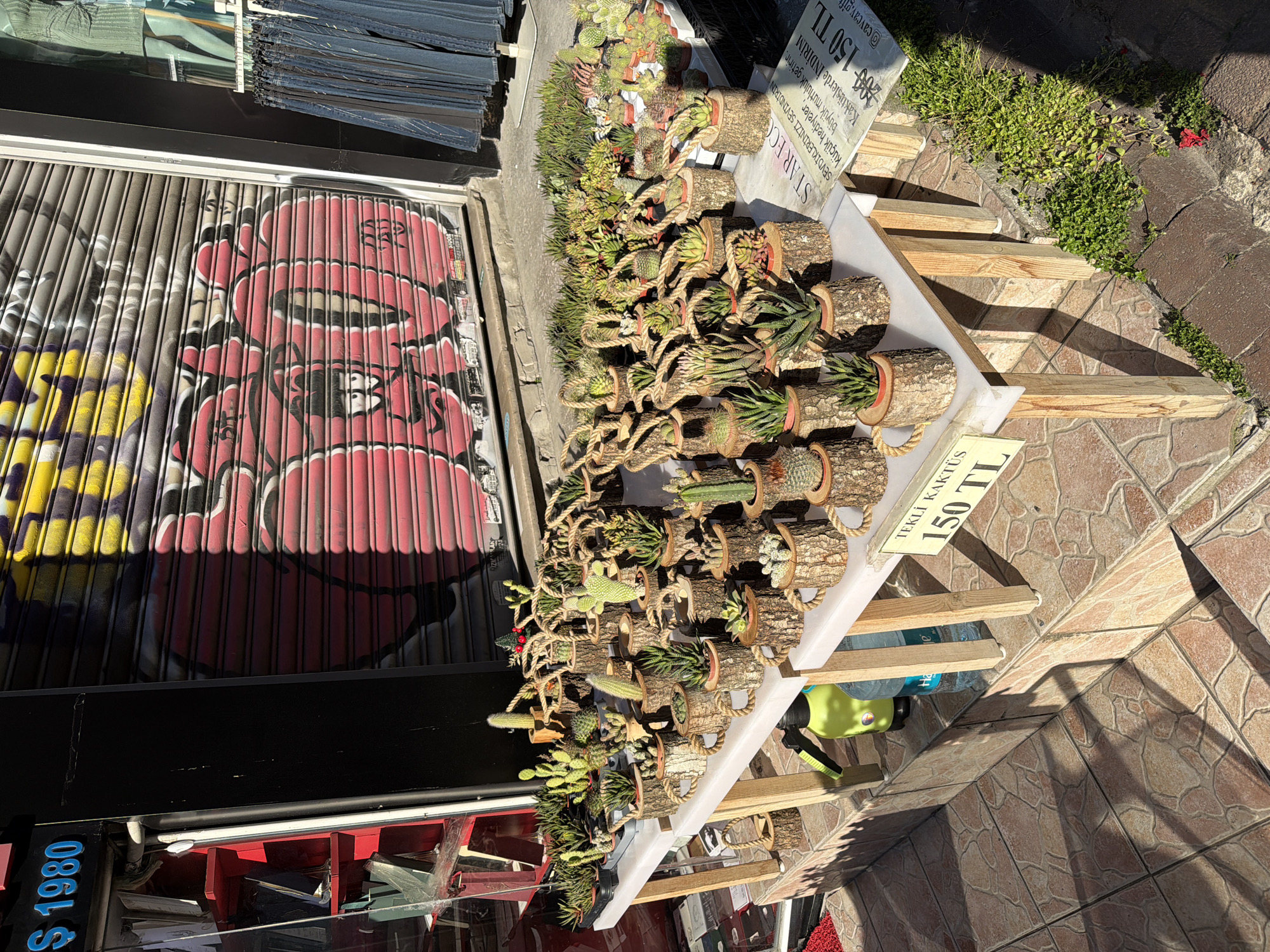 The image captures a sidewalk display of potted succulent plants, presumably for sale. Each plant is housed in a small, cylindrical wooden container with a rope handle. The display is arranged on a set of wooden steps covered with a white cloth, placed on a stone-tiled sidewalk. A sign indicating the price of the succulents is visible, reading "TEKLİ KAKTÜS 150 TL". The sign also has additional text, with "@cavcav.gif" appearing on the sign, along with information about the plants.
In the background, a storefront with a closed, graffiti-covered roller shutter can be seen. To the left is a display case with a sign that reads "$1980" on it. The sidewalk environment also includes some greenery growing beside the edge of the step display.
Based on the mention of "cavcav.gif" and the signs being written in Turkish, this scene is likely located in Turkey, specifically within the Kadıköy area.